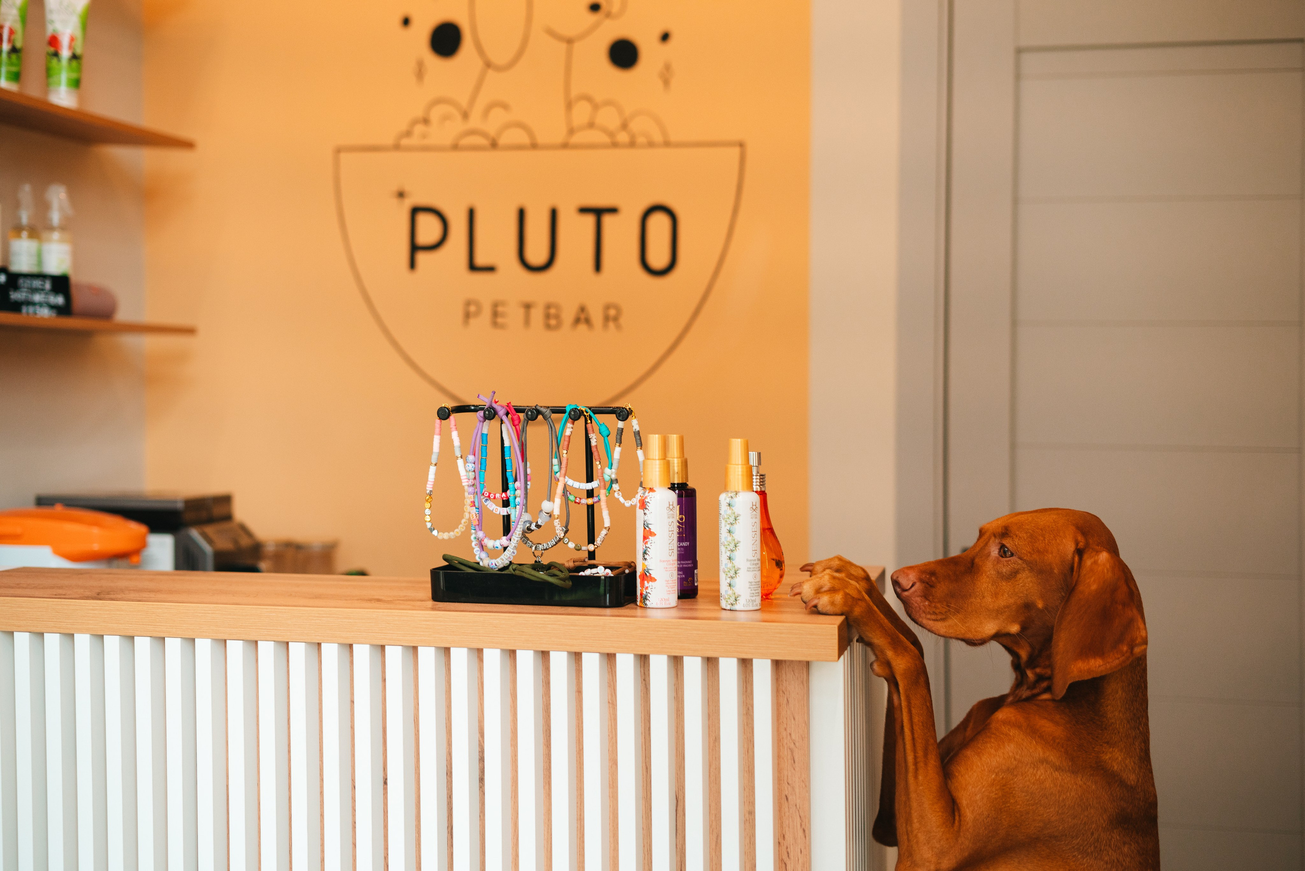 Груминг — салон. Фотограф анималист Осипчикова Мария