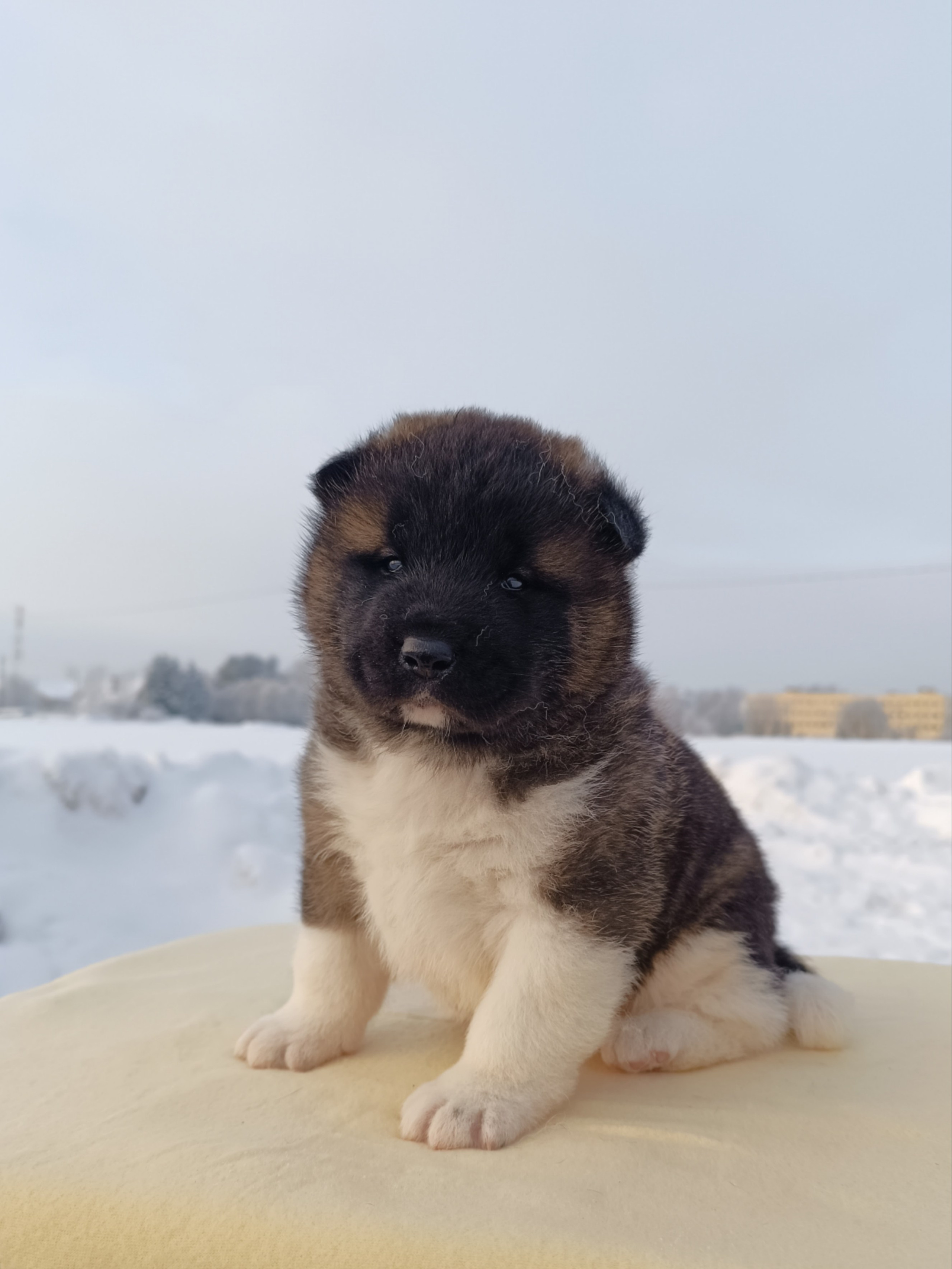 Rubylight Ctsar'. Американская акита I Сиба ину I Питомник RUBYLIGHT