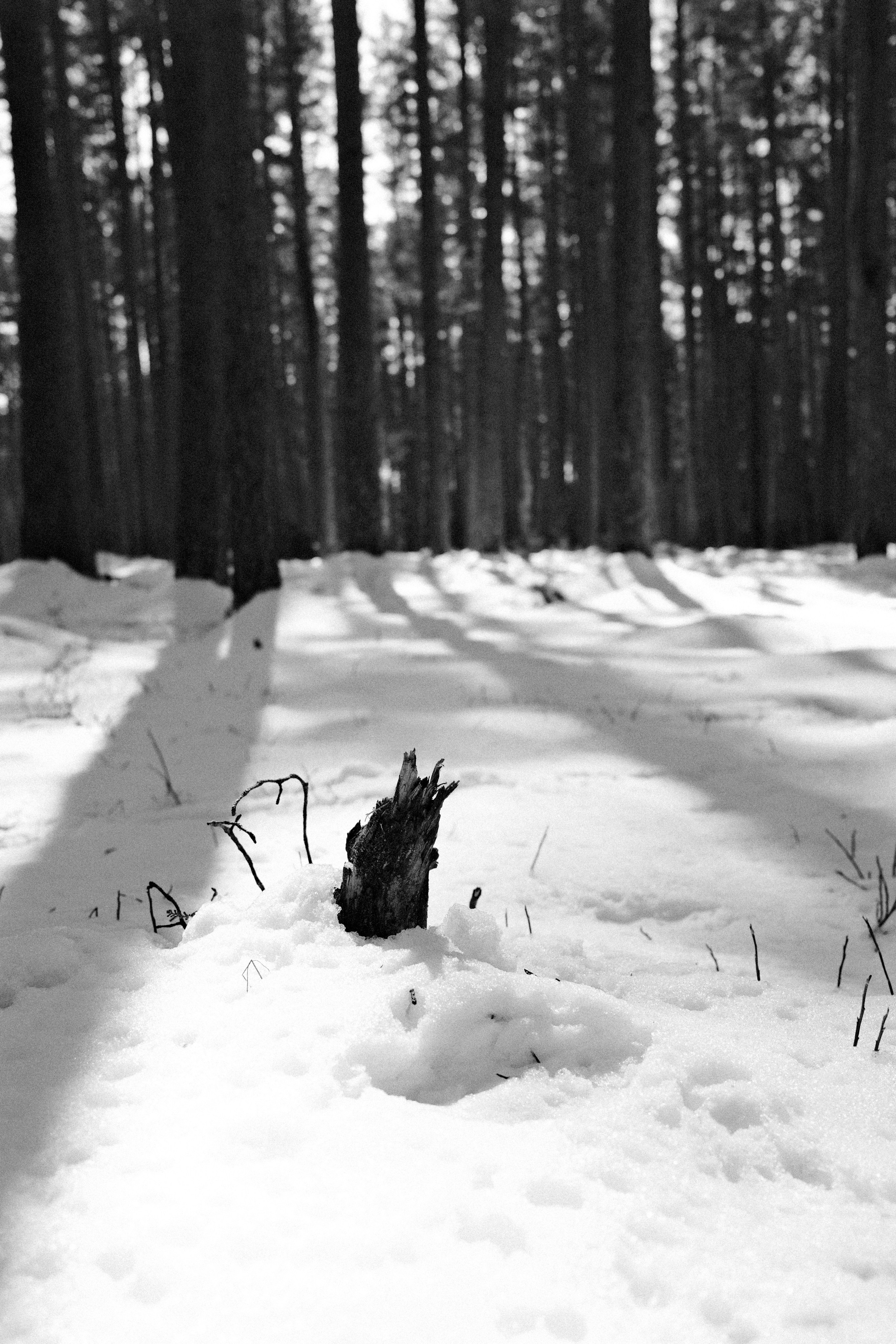 Сказочный лес. Портретный фотограф