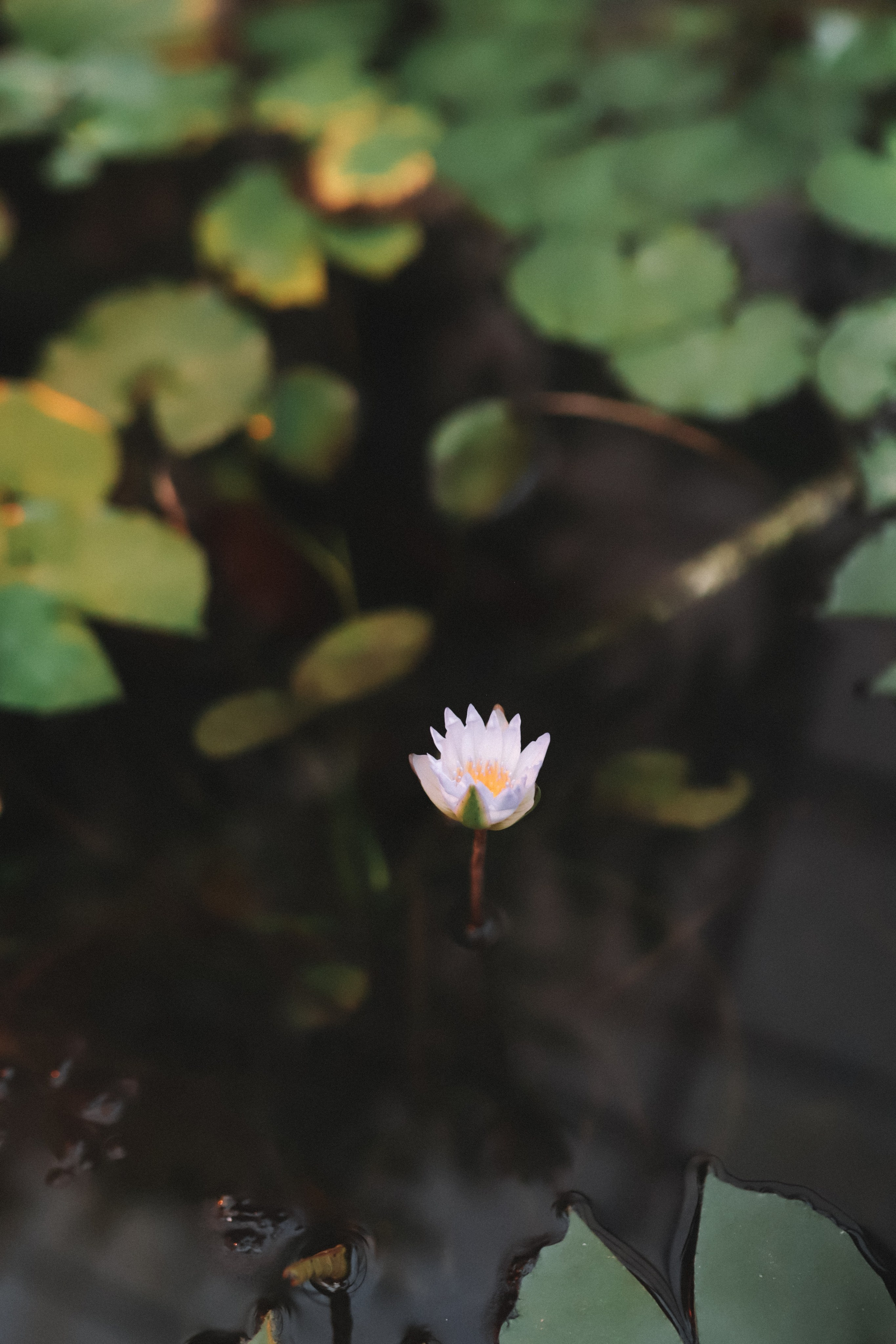 Сергей и Тая. Фотограф в Нижнем Новгороде Кристина Батанова