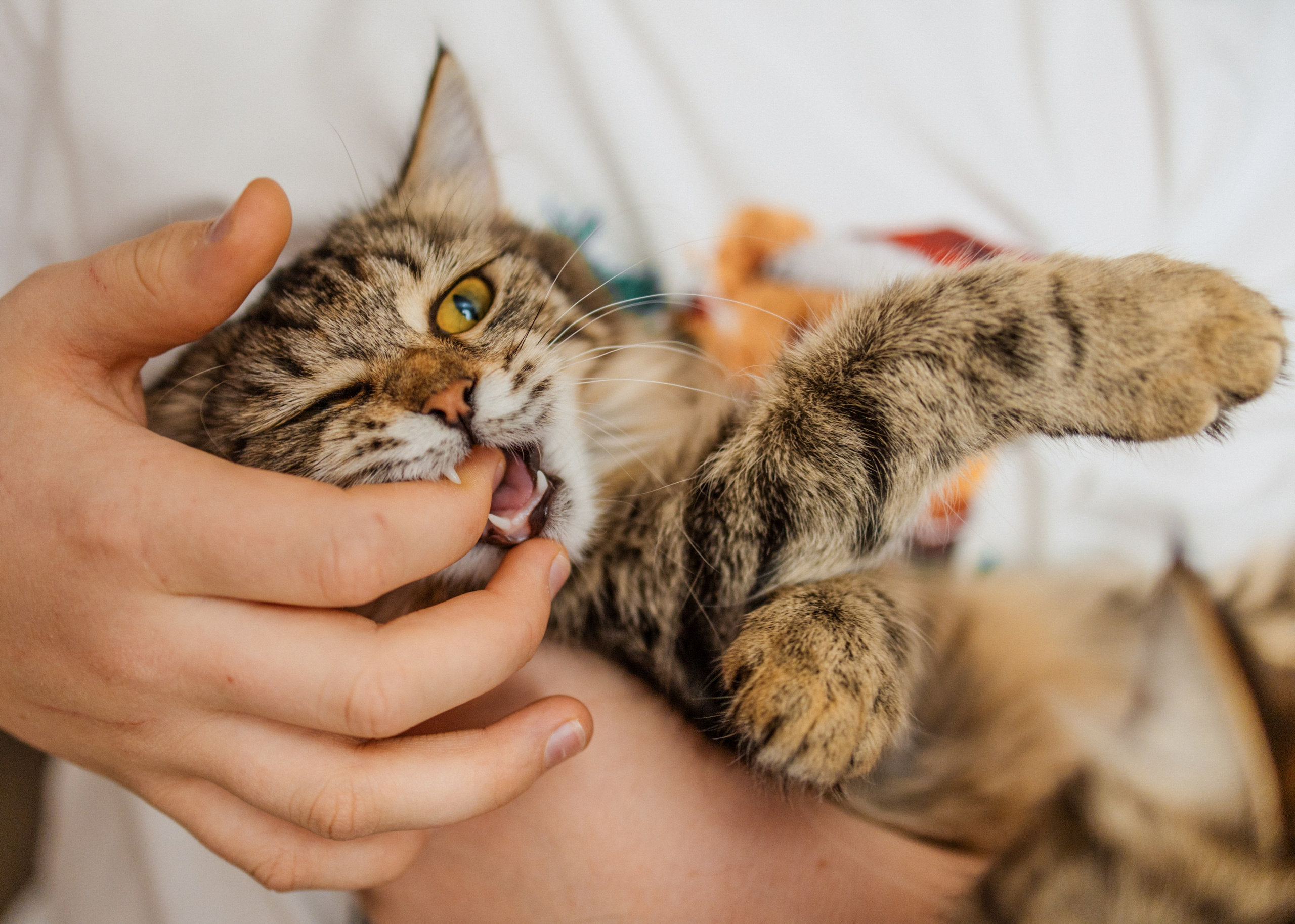 Портретный и лайфстайл фотограф в Москве, Московской области и Казани Алёна Серебренникова