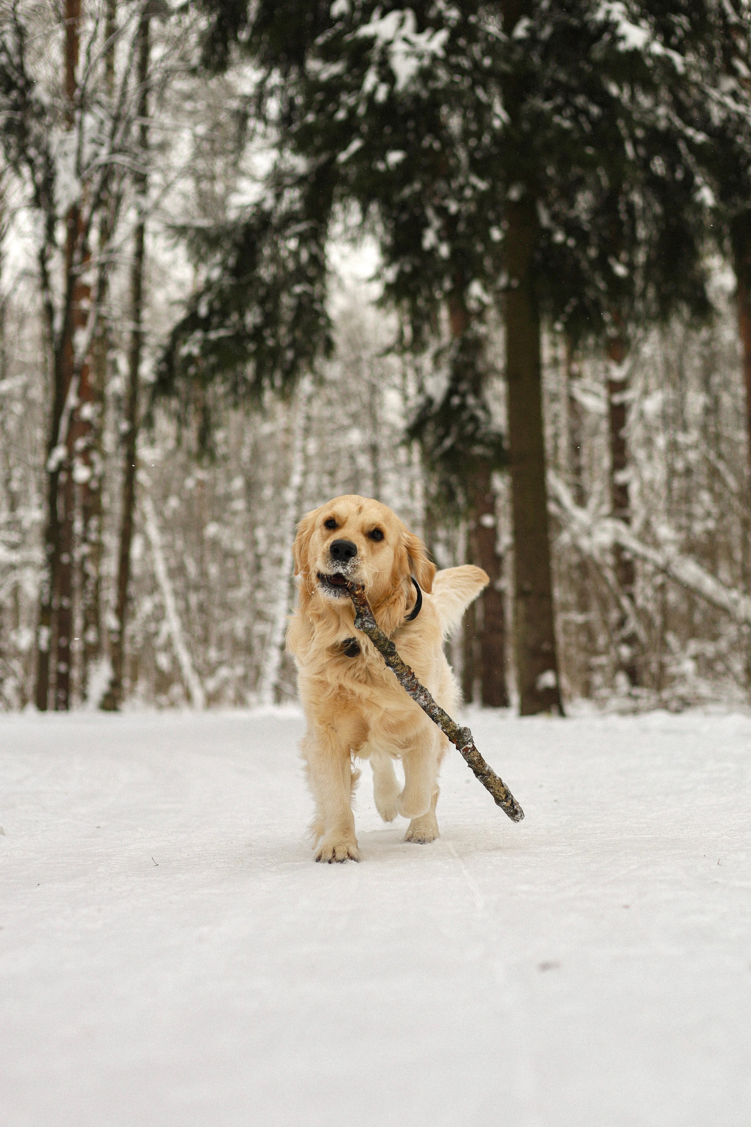 Стивен, Лена и Миша. Фотограф-анималист Ксения Шевцова|Москва