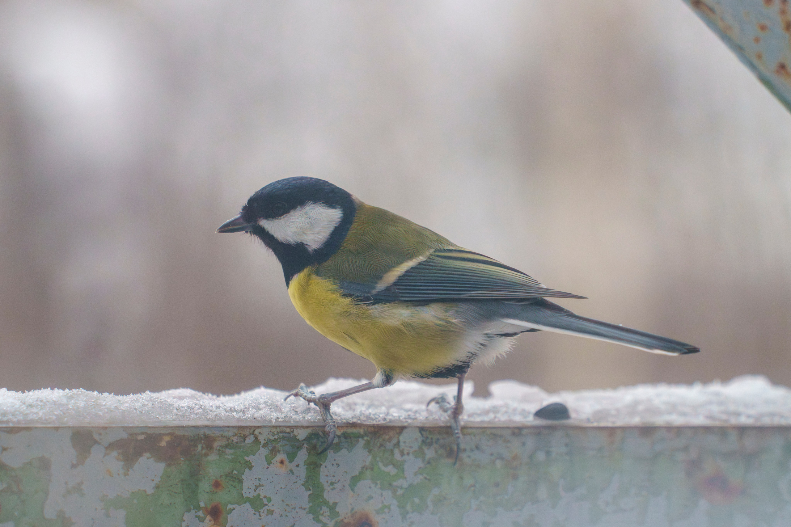 Animals — Животные