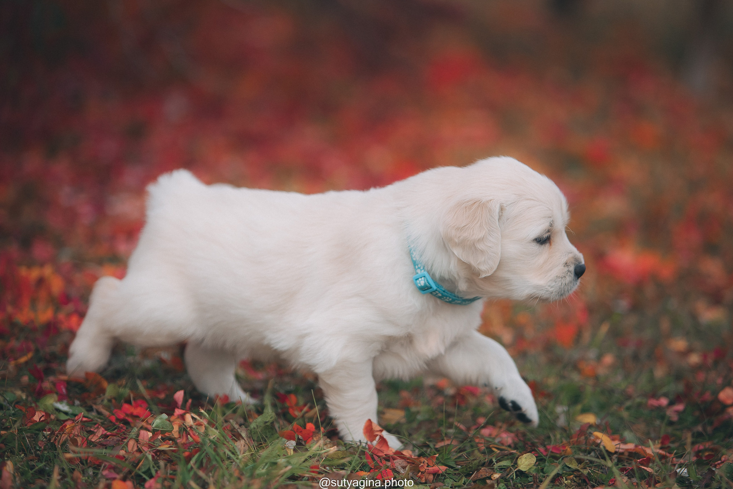 Голубой ошейник. Свадебный и женский фотограф