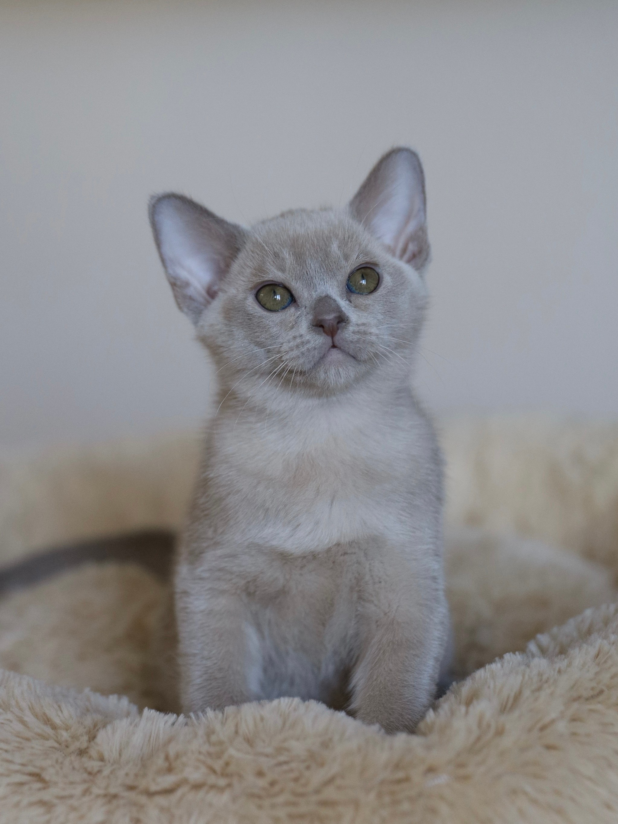 В. Cash. Cattery “Bouncy Life”