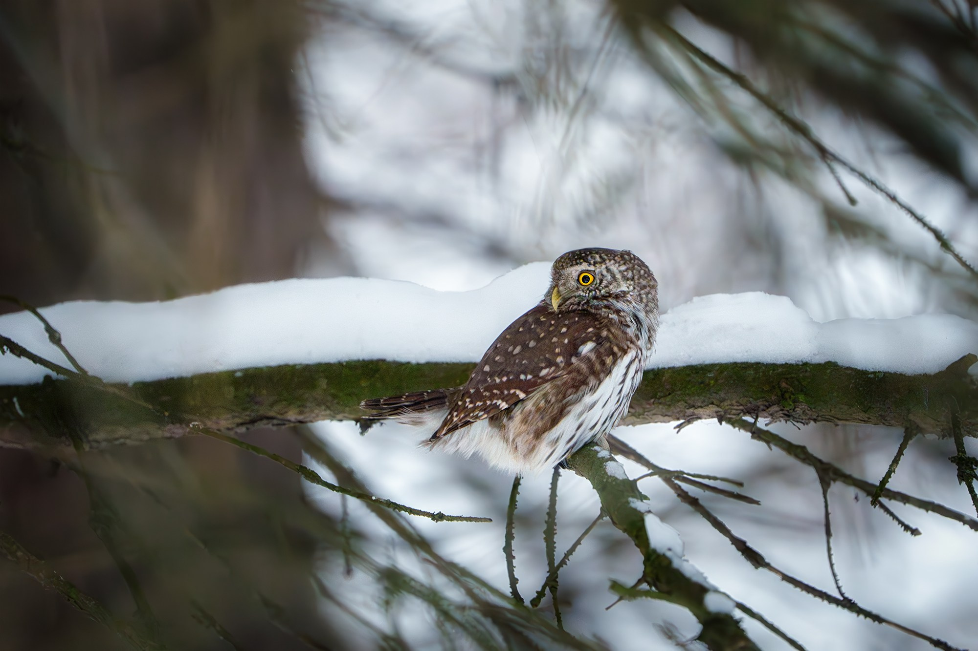 Удивительные мир птиц. Вокруг нас столько прекрасного — присмотритесь!. Ваш личный фотограф Марина Волкова