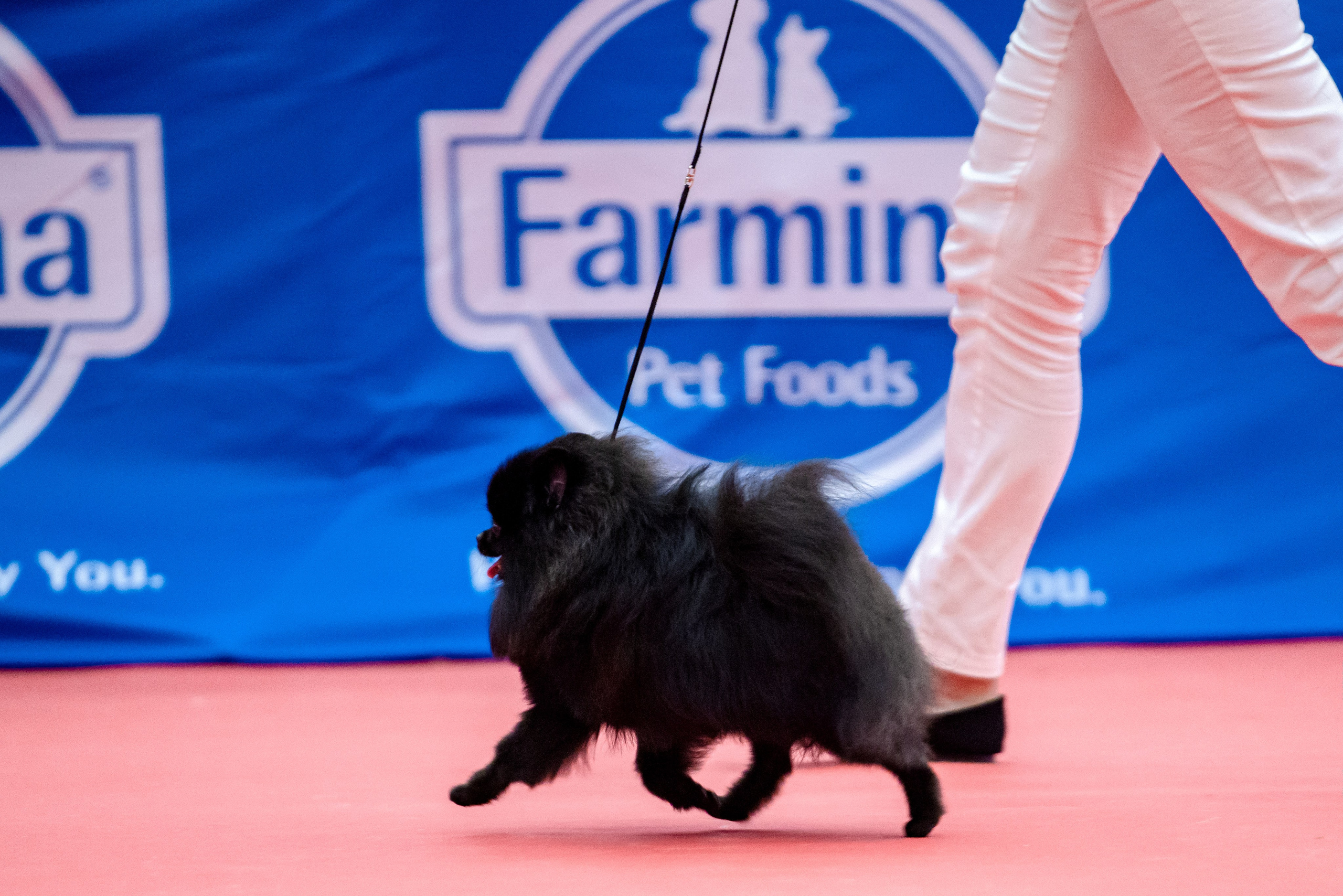 Нижний Новгород 21-22.10.2023. Фотограф-анималист Юлия Германика