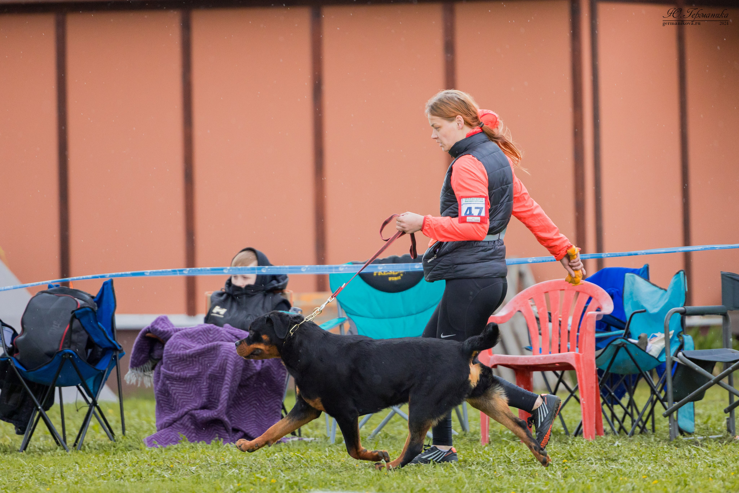 Нижний Новгород 11-12.05.2024 моно ротвейлеров. Фотограф-анималист Юлия Германика