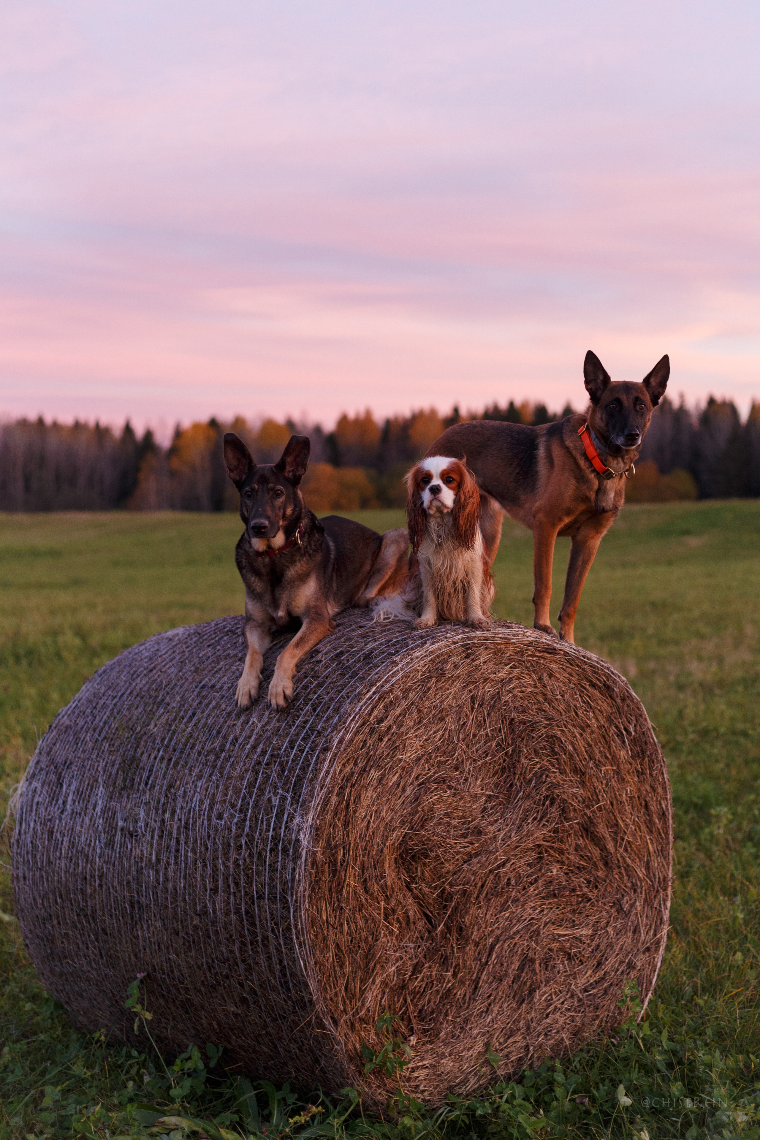 Октябрьский закат в полях. Алина и Лео. Фотограф-анималист Наталия Чистюхина в г. Сосновый Бор и ЛО