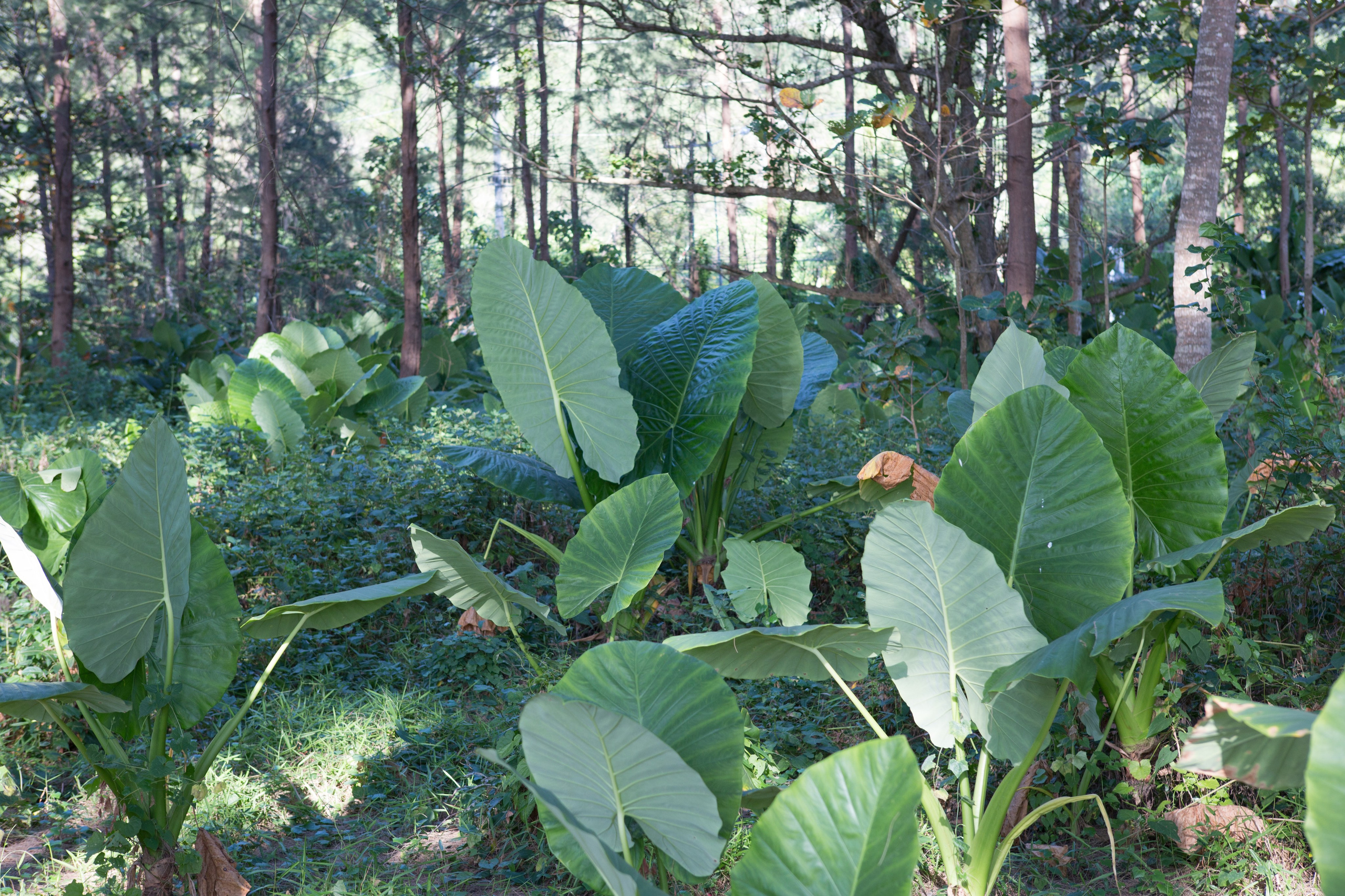 Фото Тайланда. Студия Максима Белослюдцева