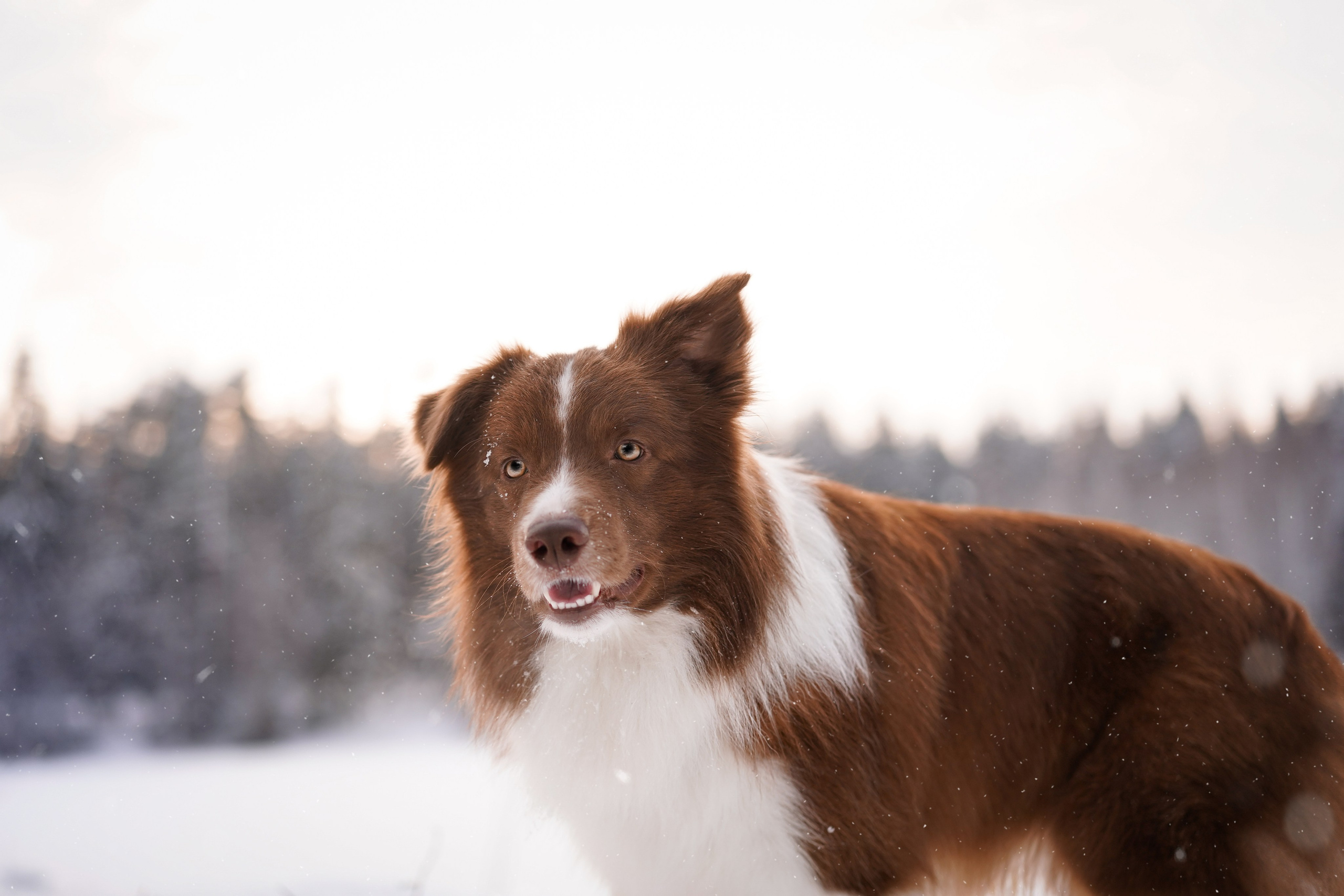 Катя и Ская. Фотограф-анималист в Санкт-Петербурге Яна Мартынова