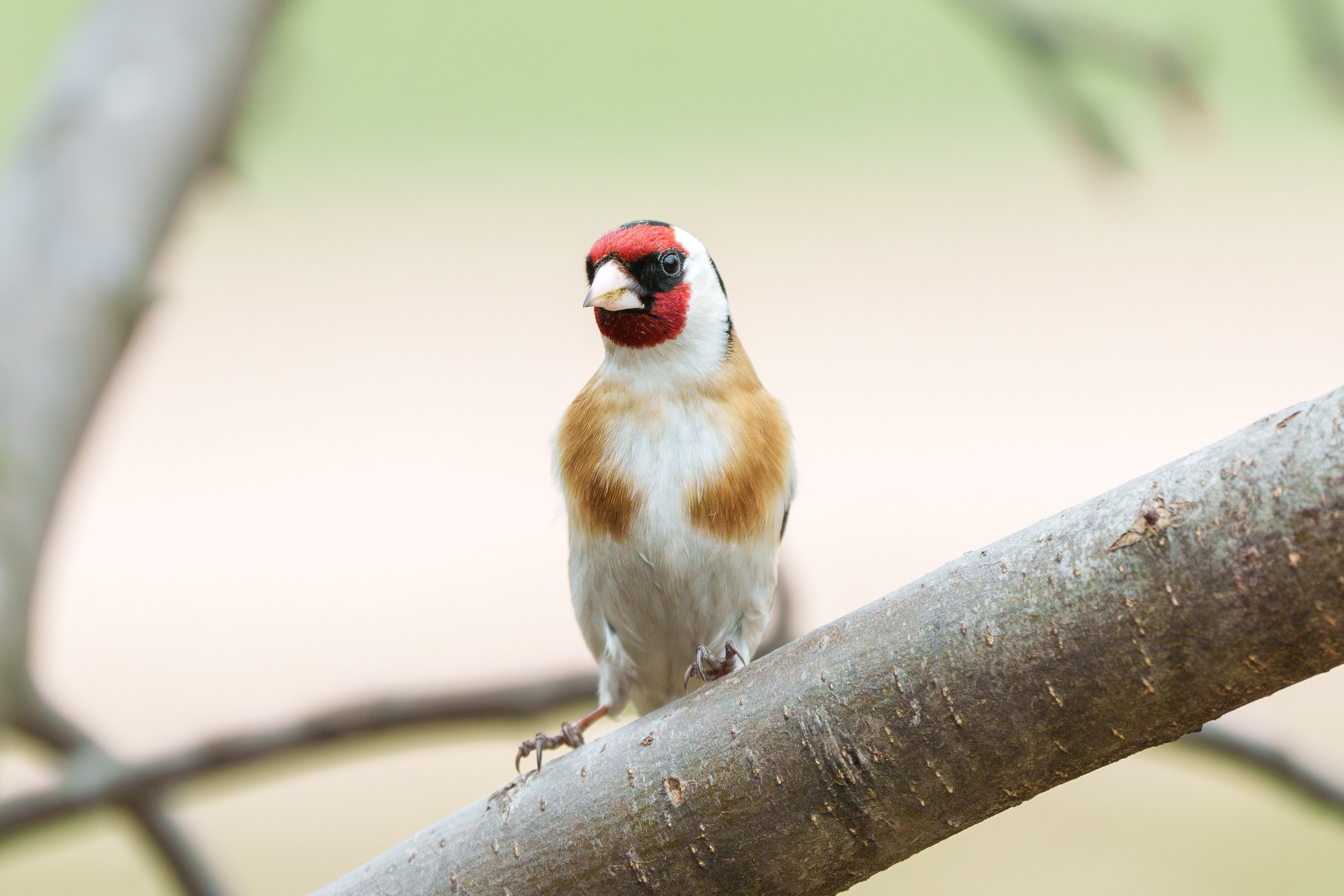 Удивительные мир птиц. Вокруг нас столько прекрасного — присмотритесь!. Ваш личный фотограф Марина Волкова