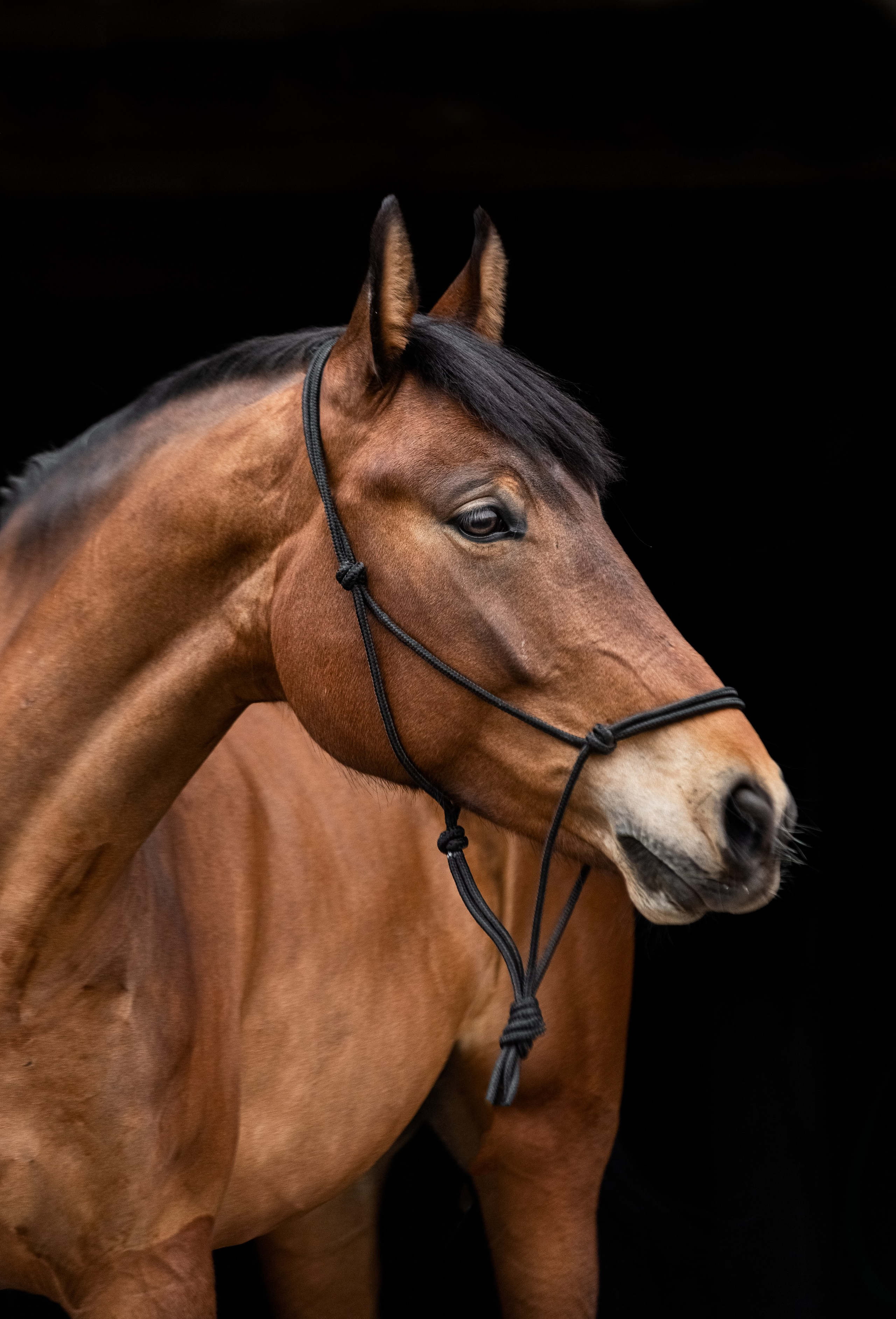 Портреты лошадей. Главная