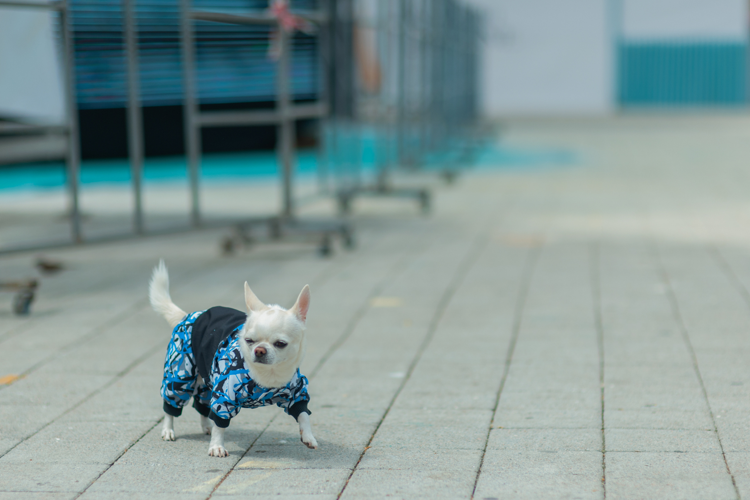 АМОРЕФЕСТ. Фестиваль вина. г. Анапа, Краснодарский край. Фотограф в Нижневартовске Анна Стрельцова