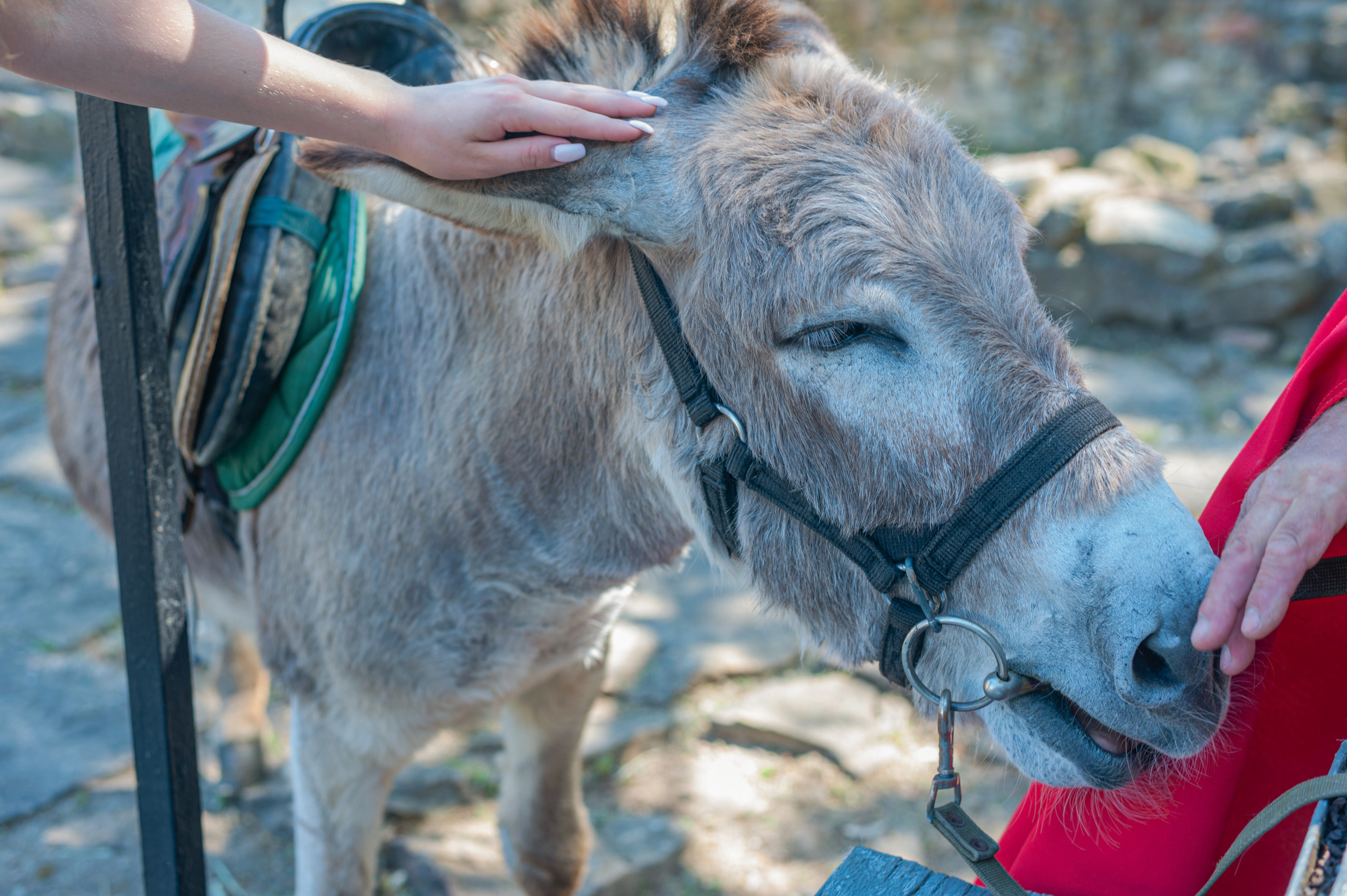 АМОРЕФЕСТ. Фестиваль вина. г. Анапа, Краснодарский край. Фотограф в Нижневартовске Анна Стрельцова