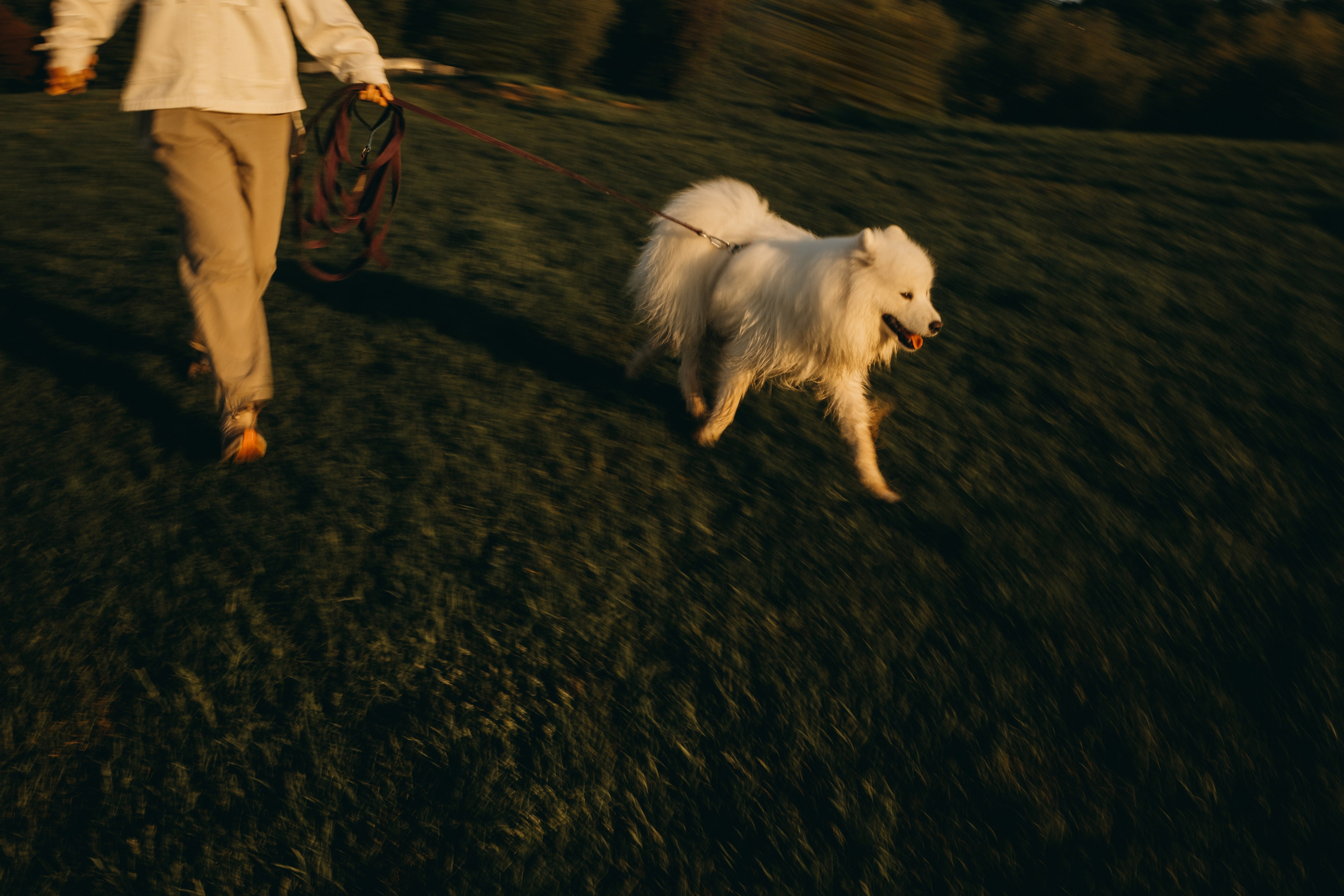 Танго и его семья. Фотограф — Анималист | Санкт-Петербург