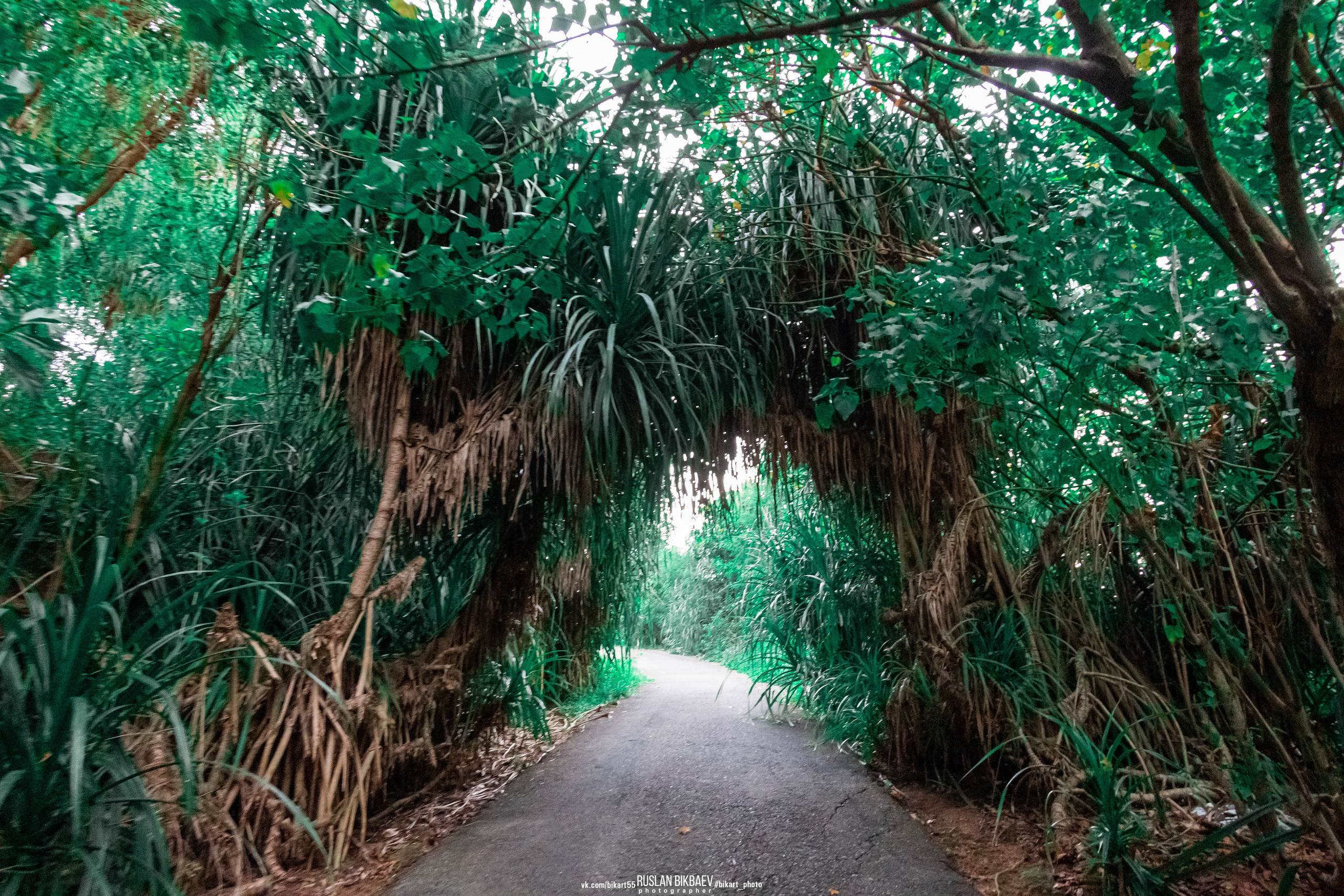 ШРИ-ЛАНКА 2025 / SRI LANKA 2025. Главная