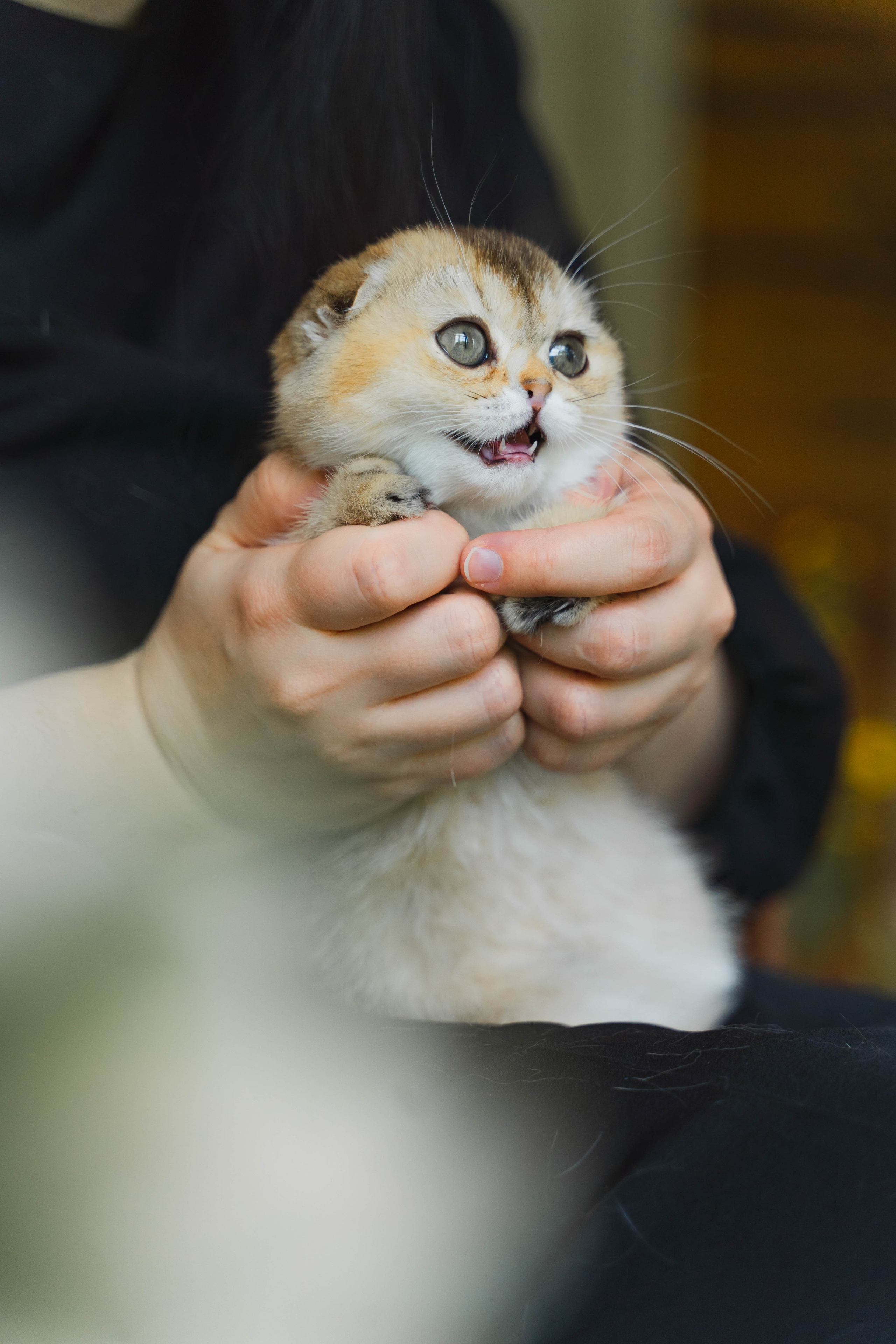Питомник Шотландских кошек. Фотограф в Москве Ленарская Дарья