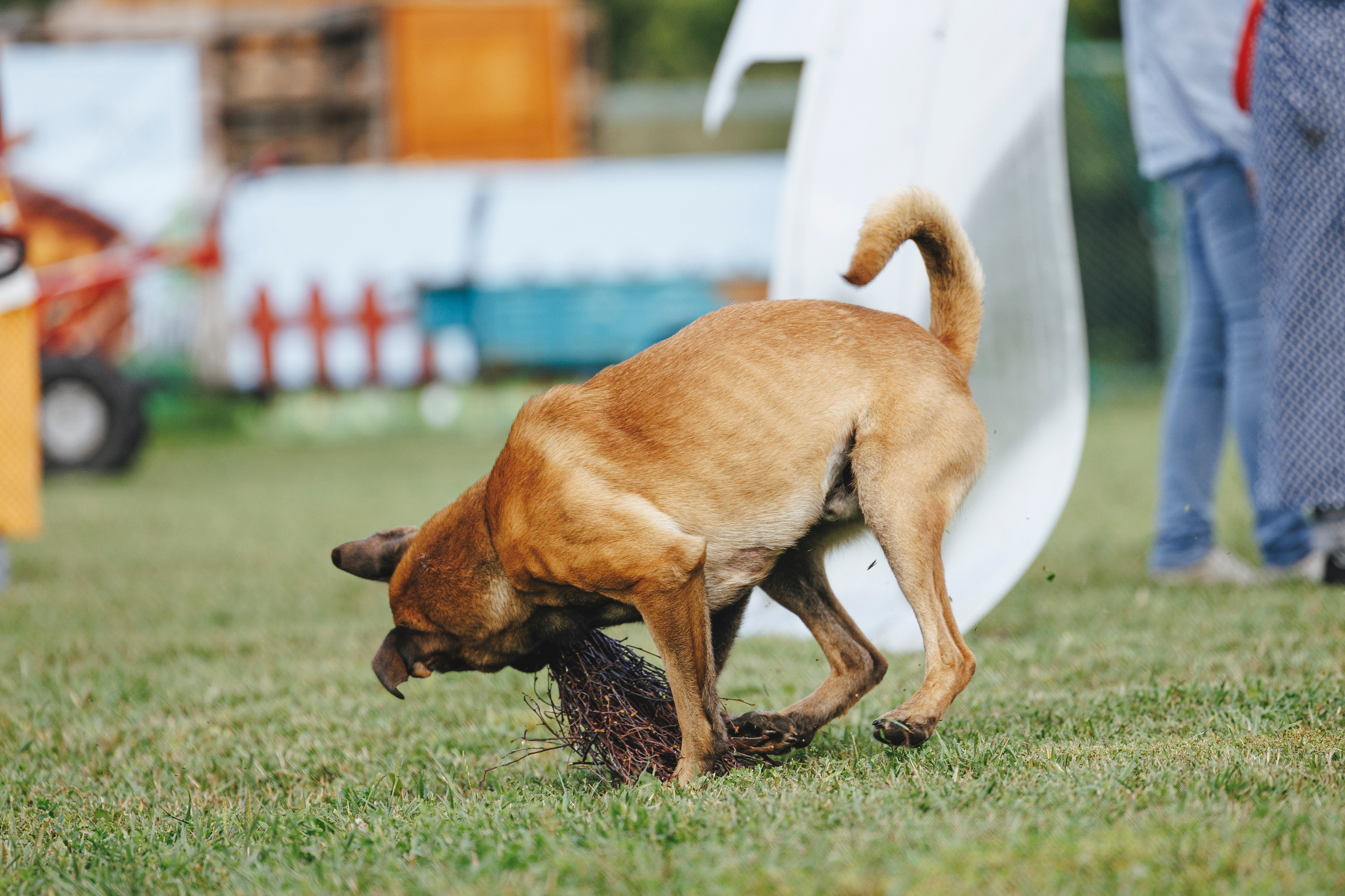08.08.25-10.08.25 ЧР по мондьорингу г. Вологда. Фотограф-анималист Анна Маринич