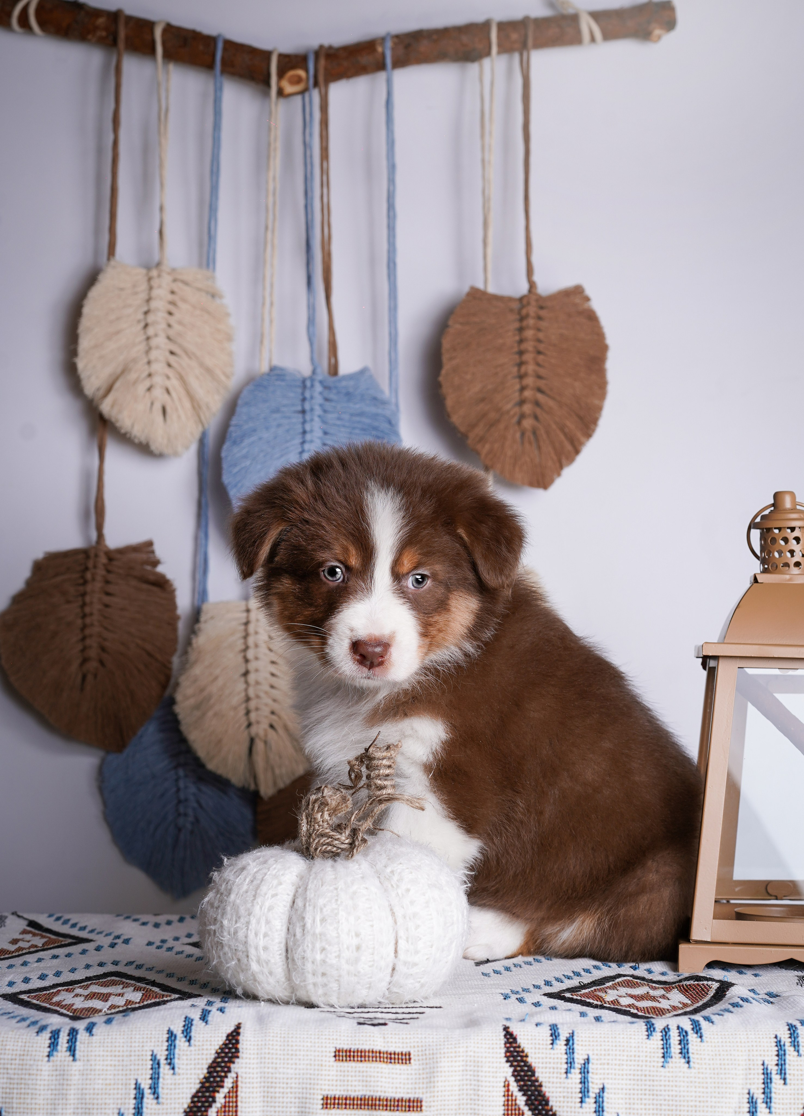 Щенки аусси. Фотограф-анималист в Санкт-Петербурге Яна Мартынова