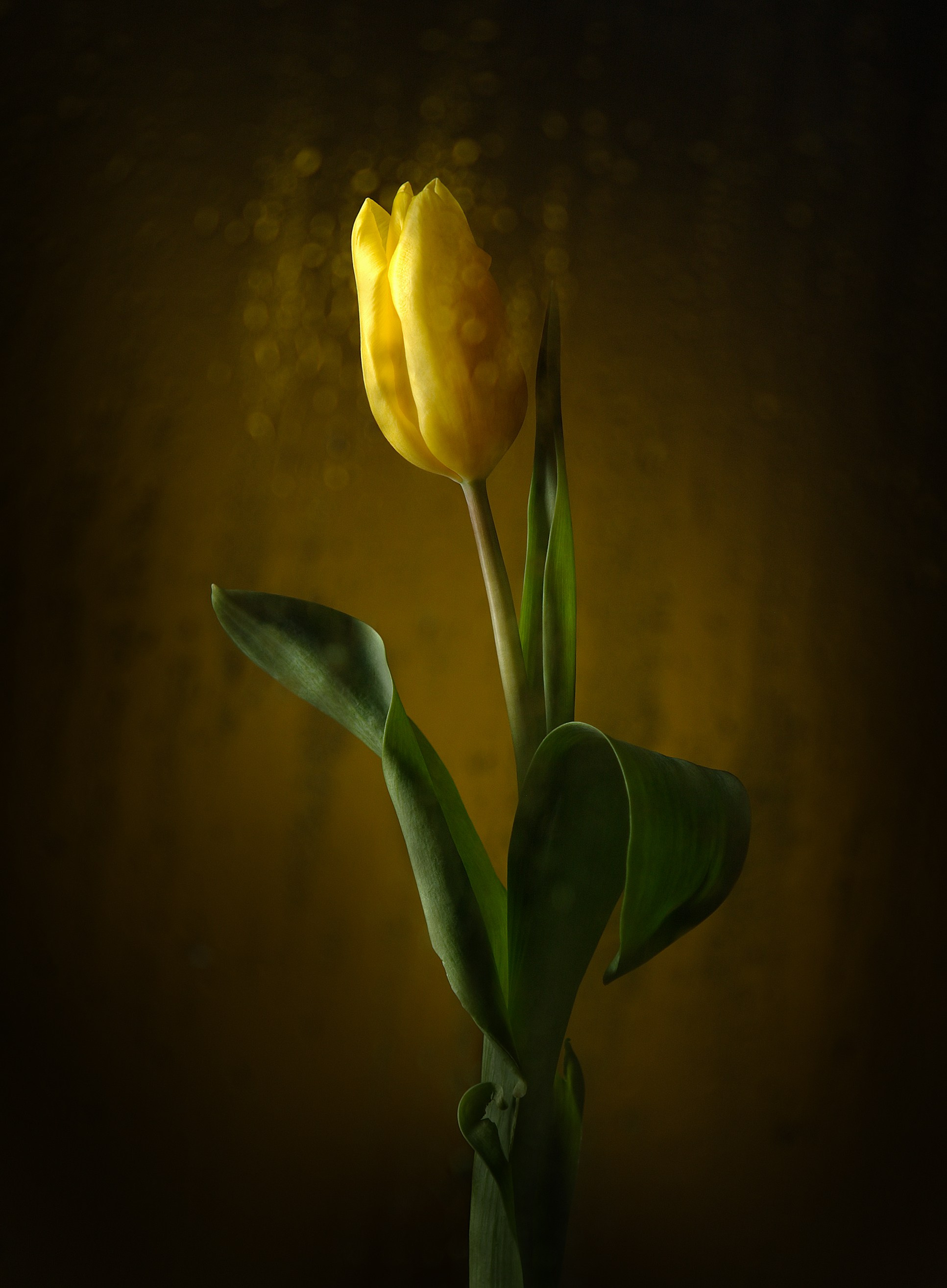 Цветы. Фотограф Мария Кольцова