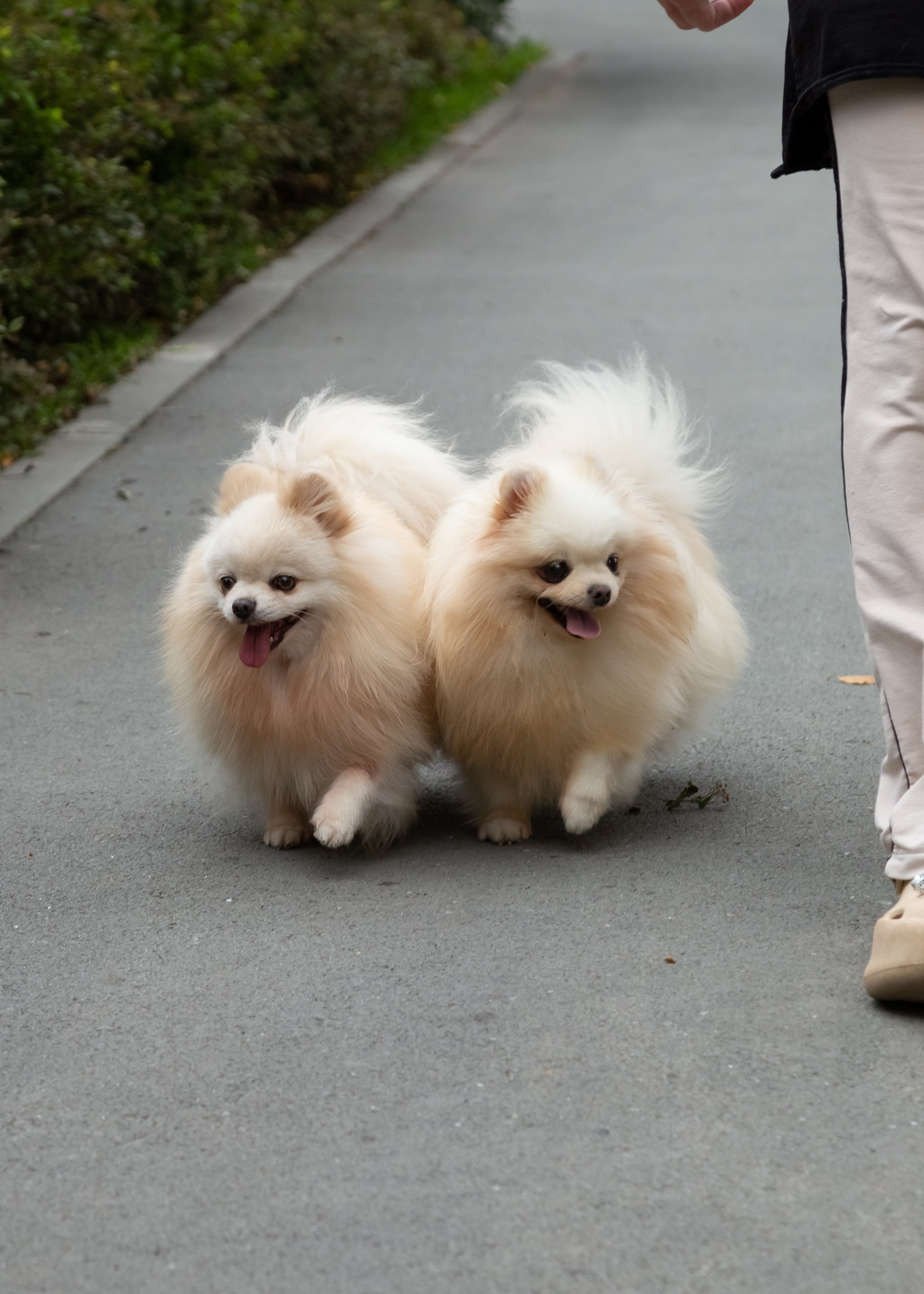 Фотосессия с животными. Фотограф в Барнауле Татьяна Чурикова
