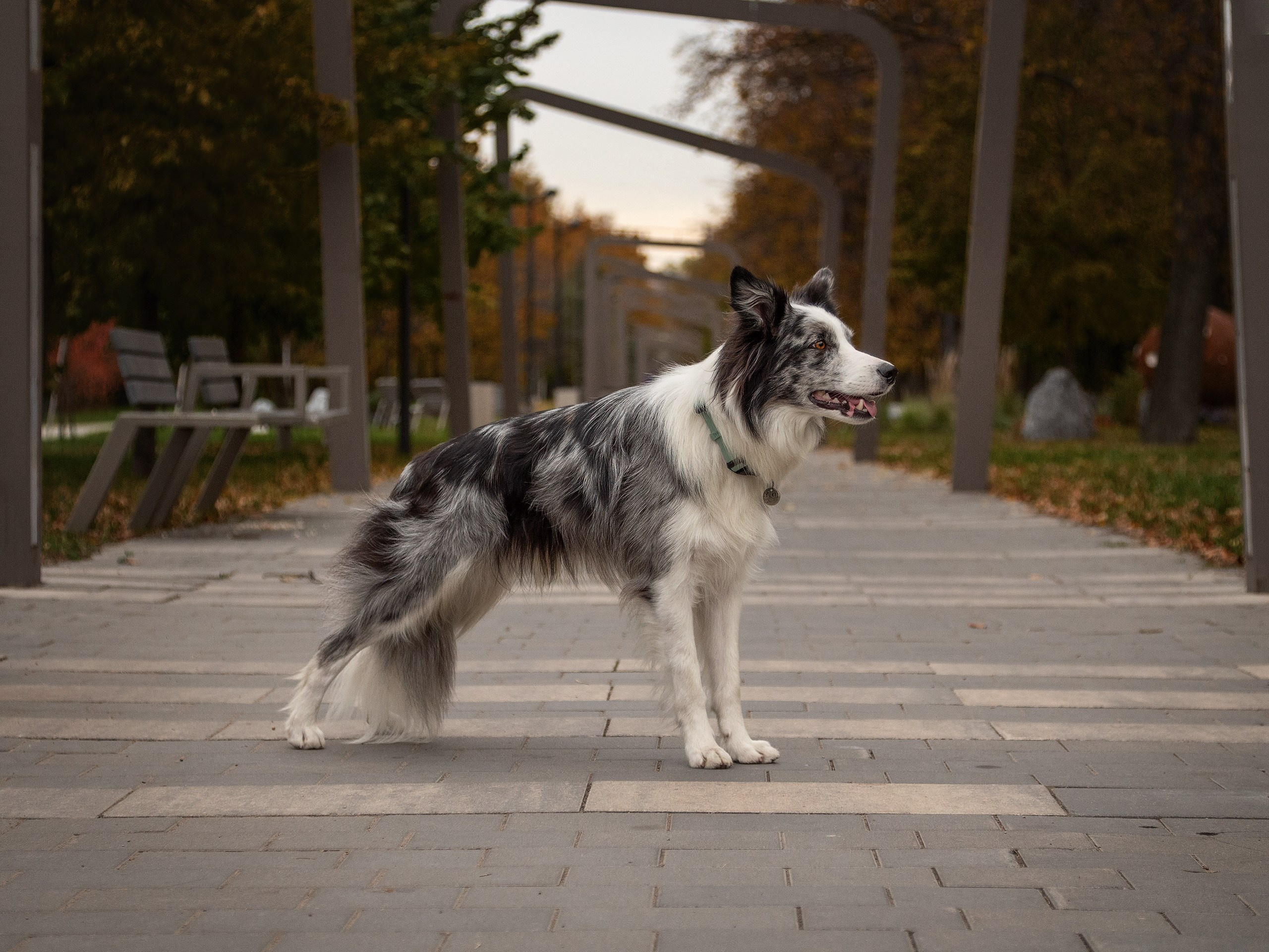 Осень. Фотограф анималист Никита Натальный