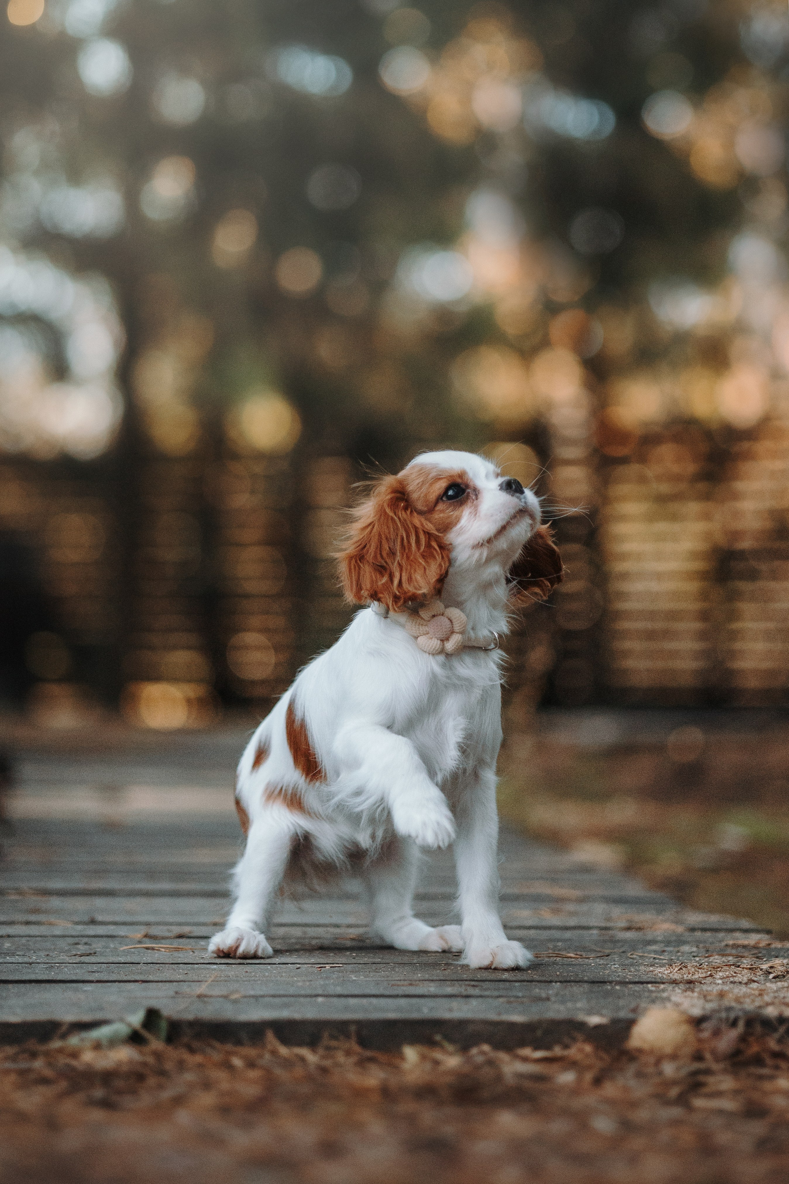 Семейная история. Фотограф — Анималист | Санкт-Петербург
