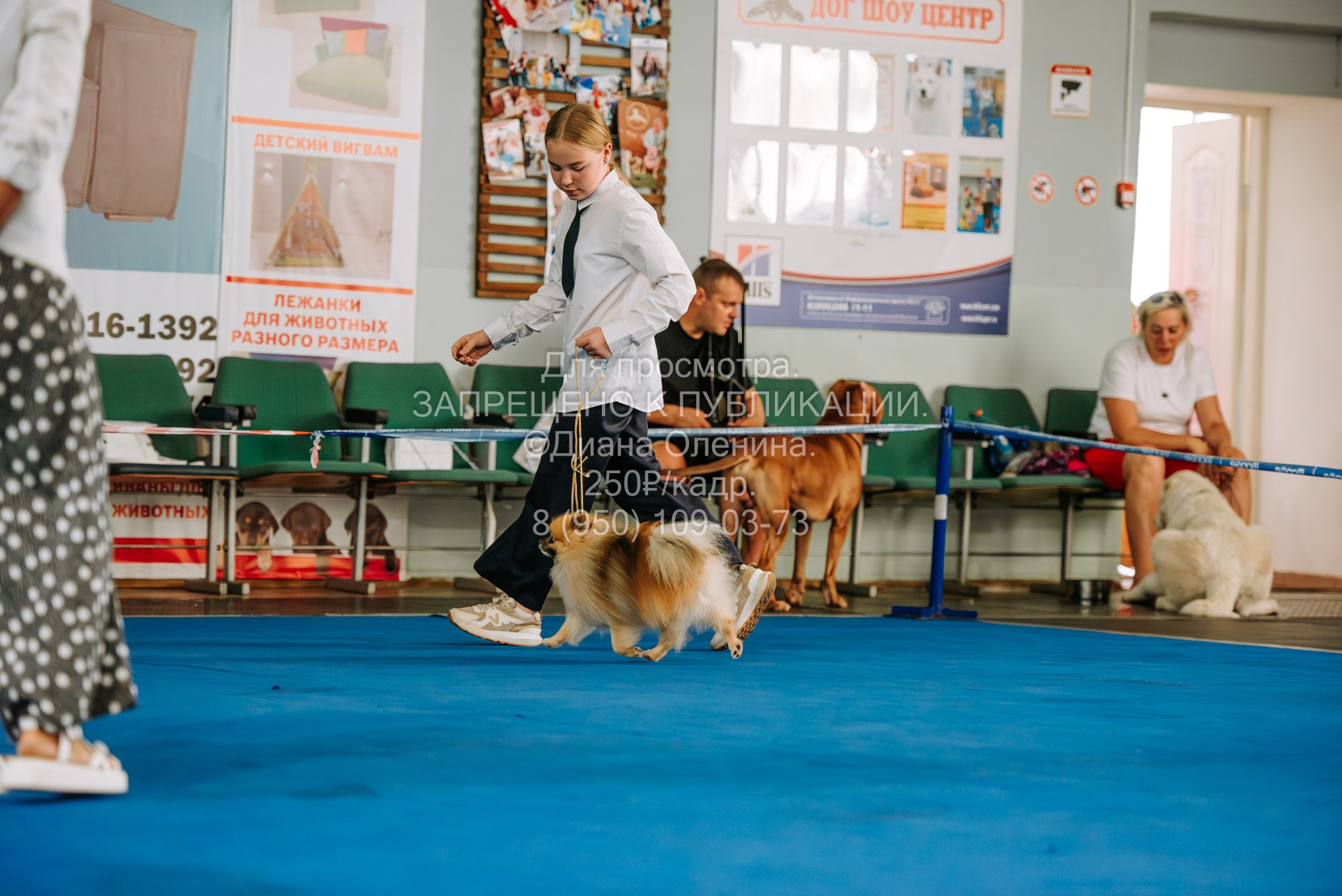 Национальная выставка собак всех пород ранга САС-IKU «Кубок Красноярск. Фотограф Диана Оленина Красноярск / Братск