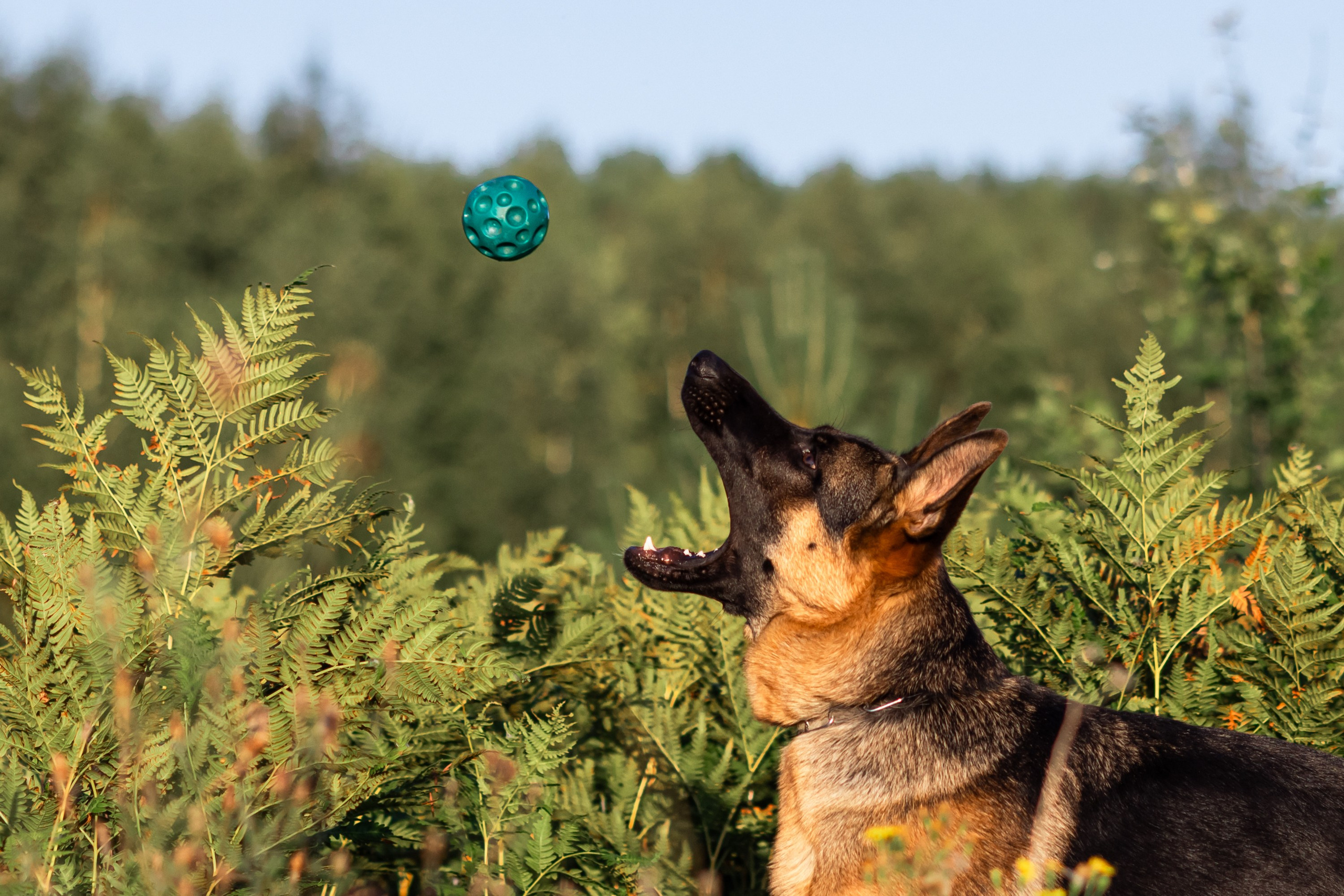 Прайд на море. Фотограф анималист Аня Ливанова | Рыбинск