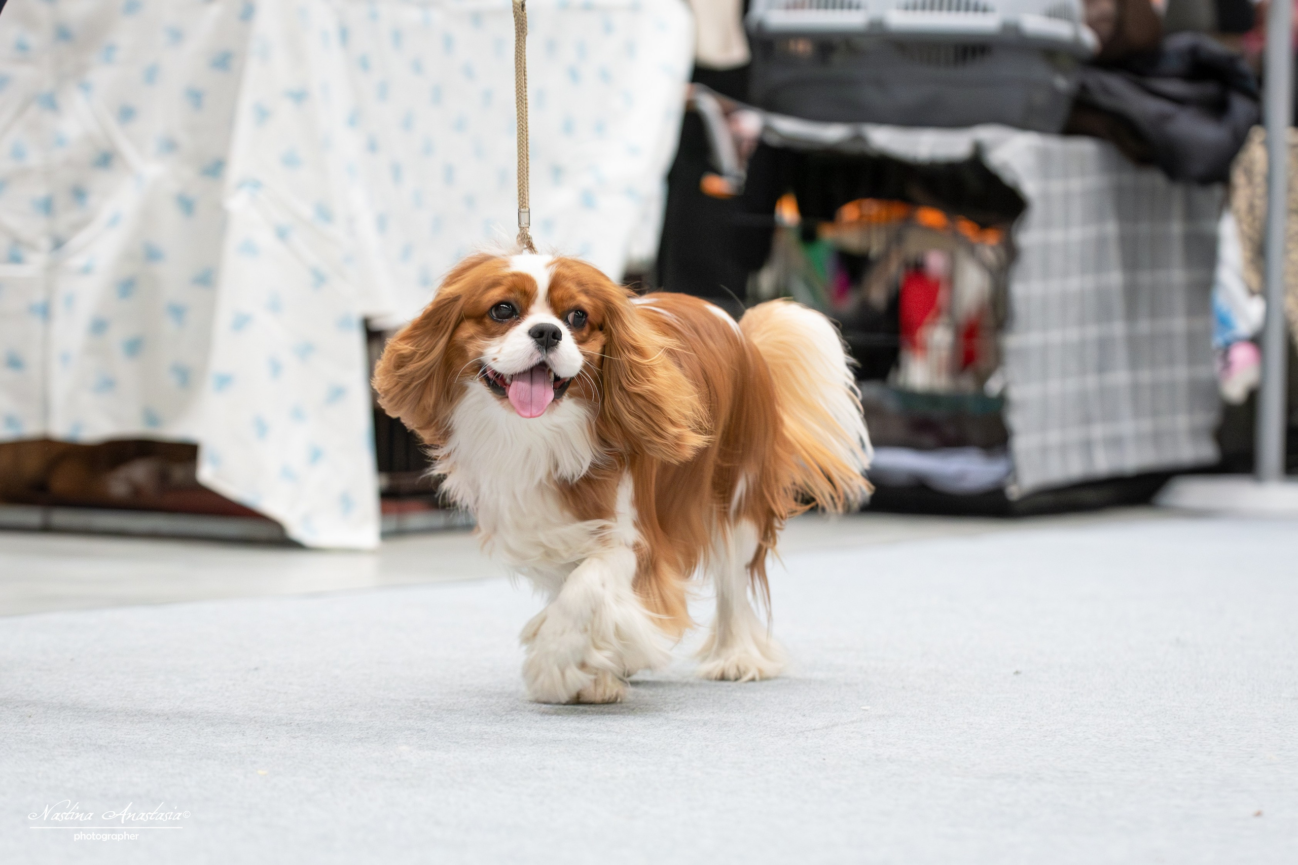 Выставки. Фотограф — Анималист
