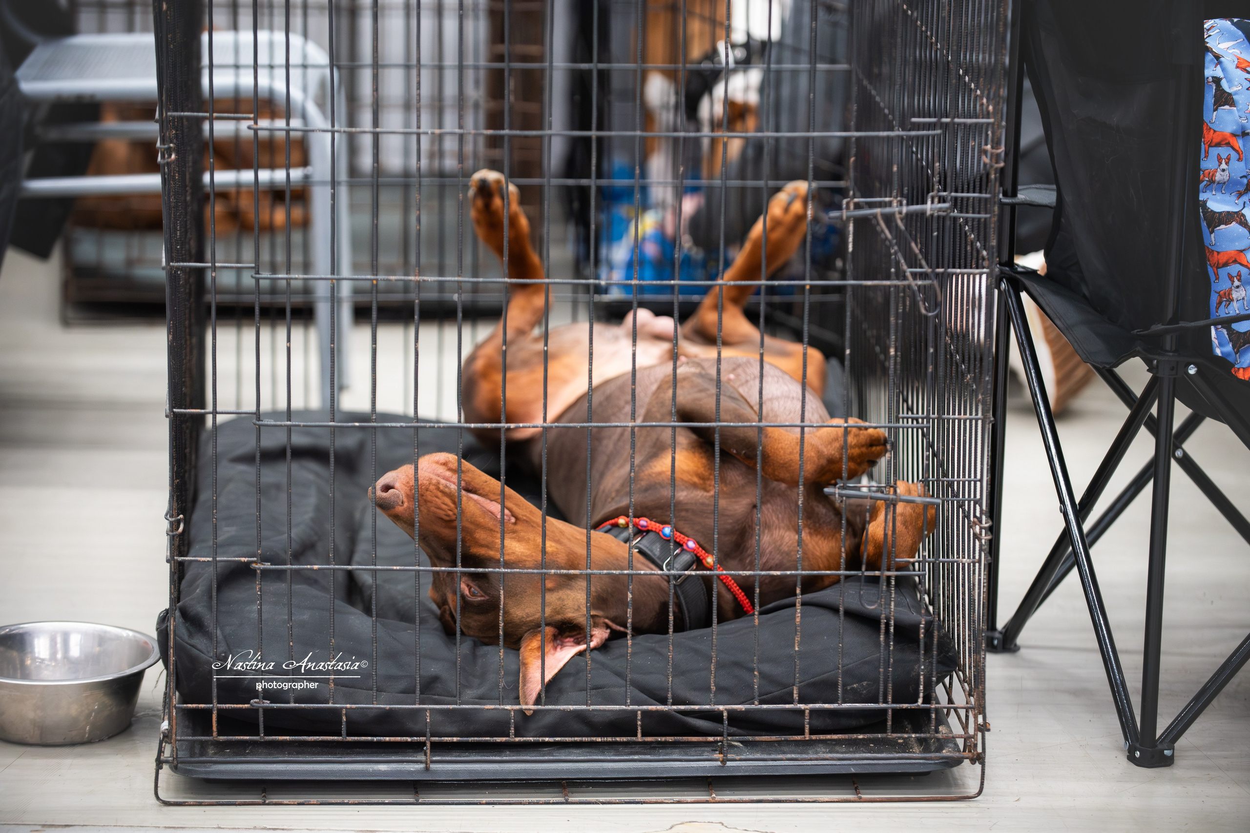 Выставки. Фотограф — Анималист