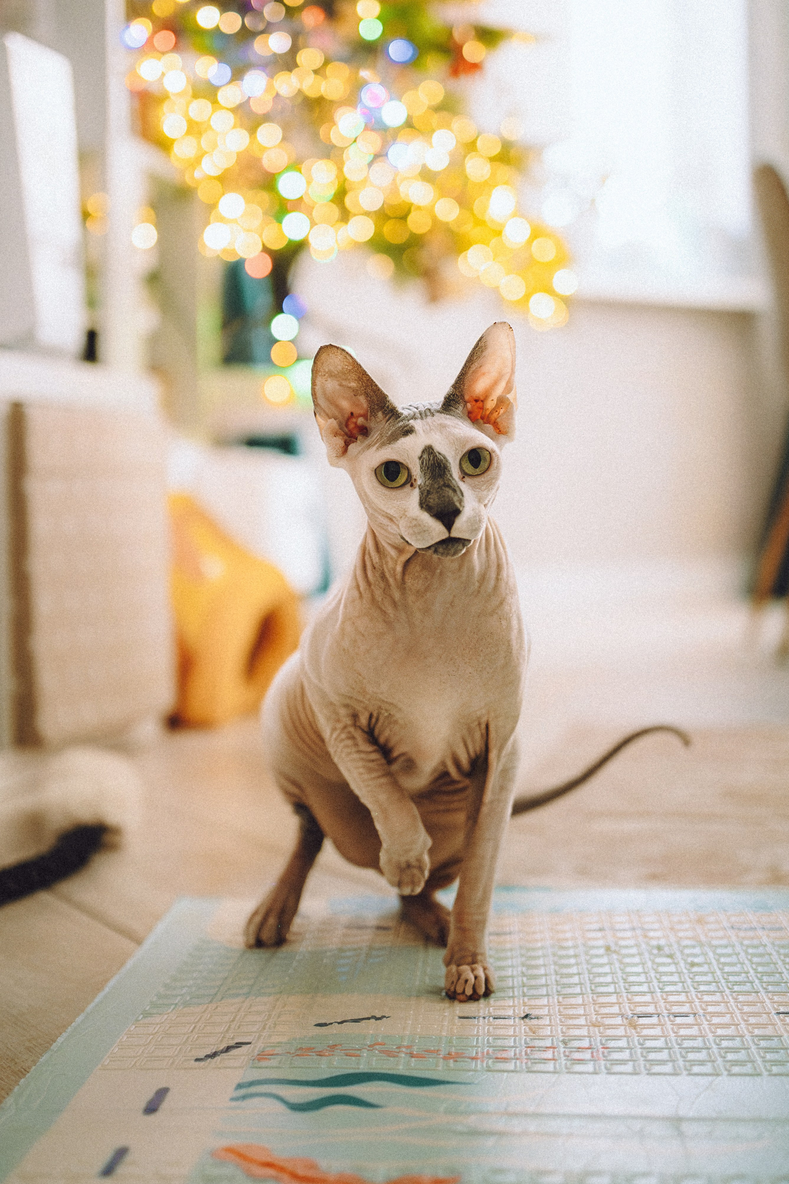 Топик и его семья