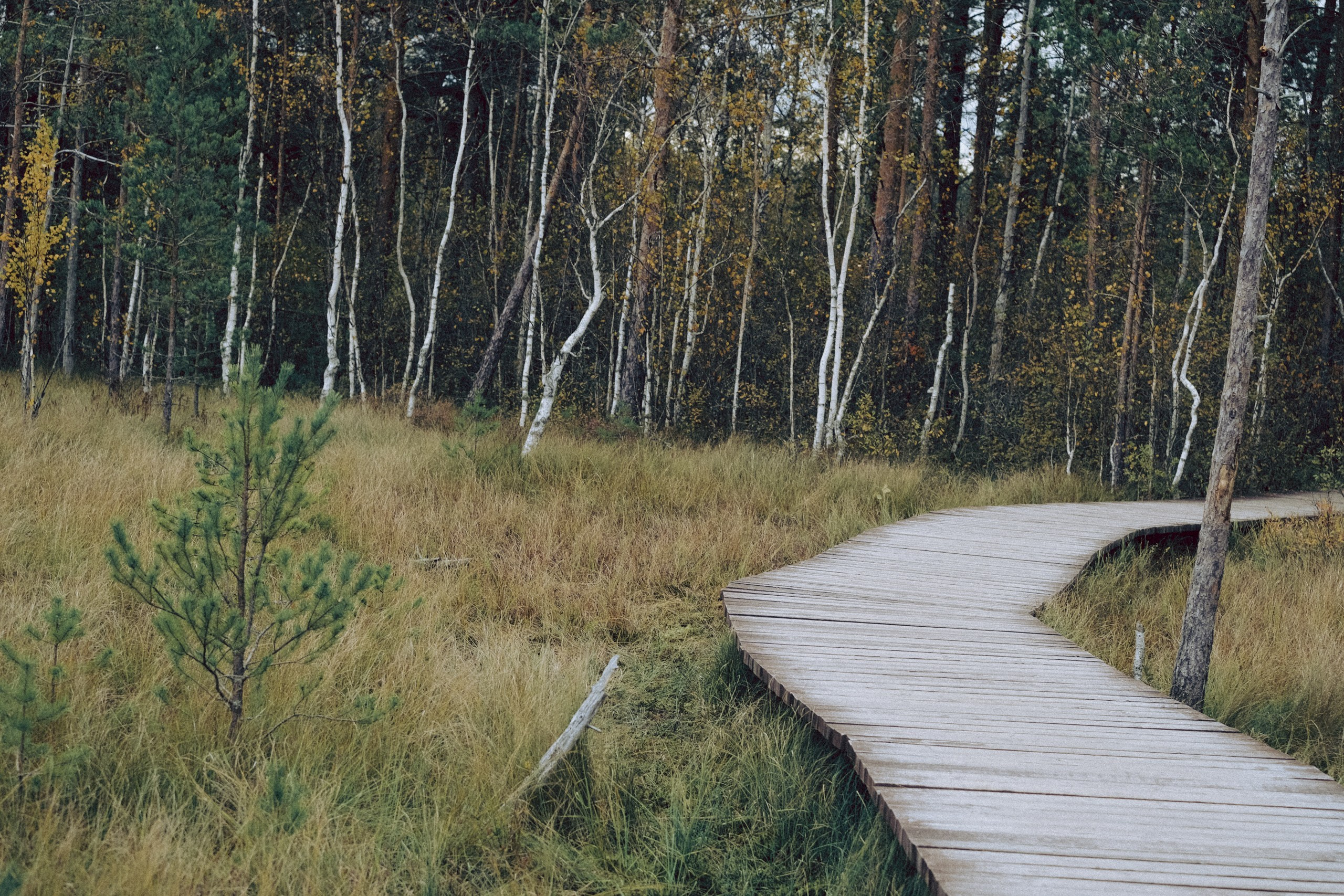 Осеняя прогулка. Профессиональный фотограф, Санкт-Петербург — Виктория Богомолова