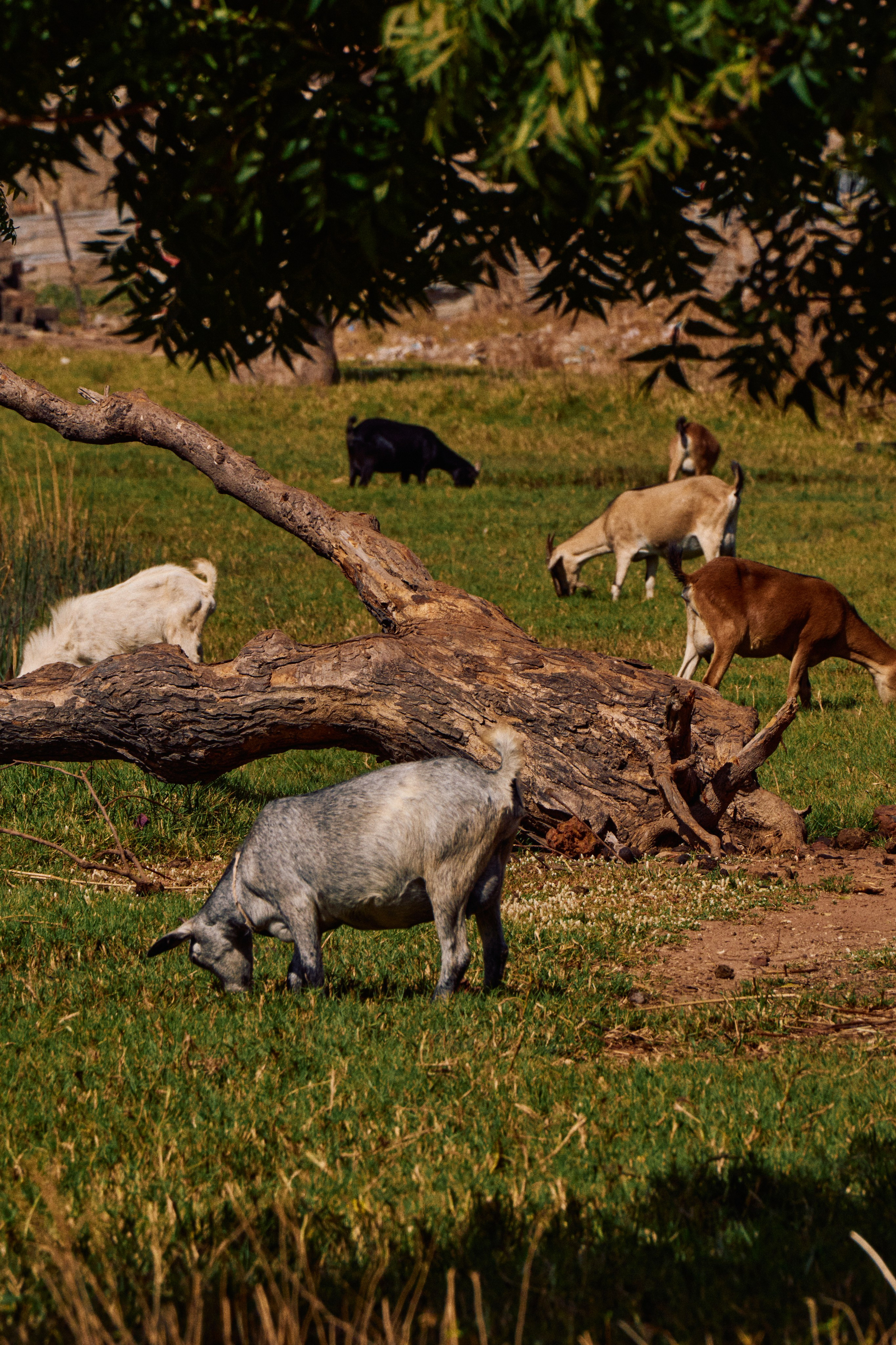 Gambia River. See the moment and catche. commercial and reportage