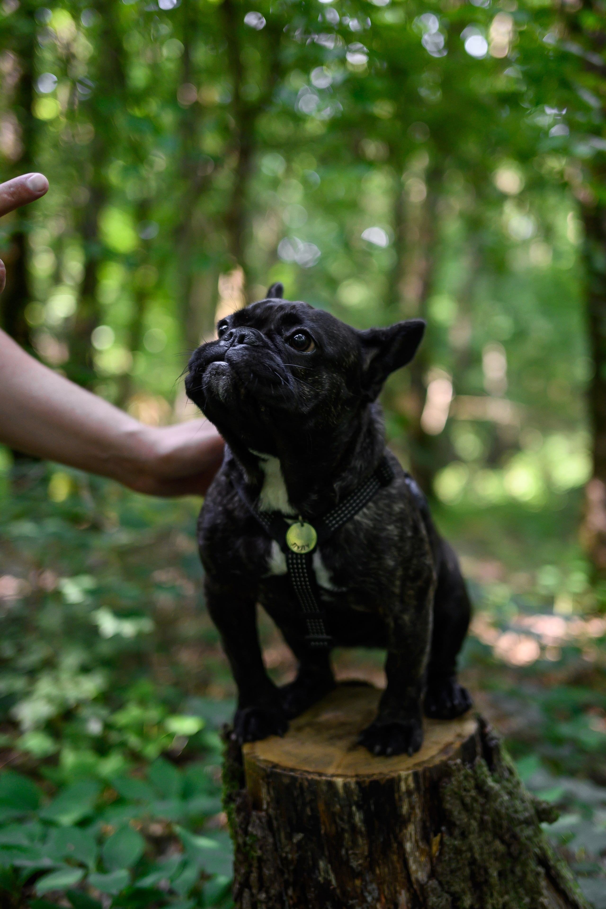 Фотосессии с собаками. Фотограф Краснодар Наталья Сувит