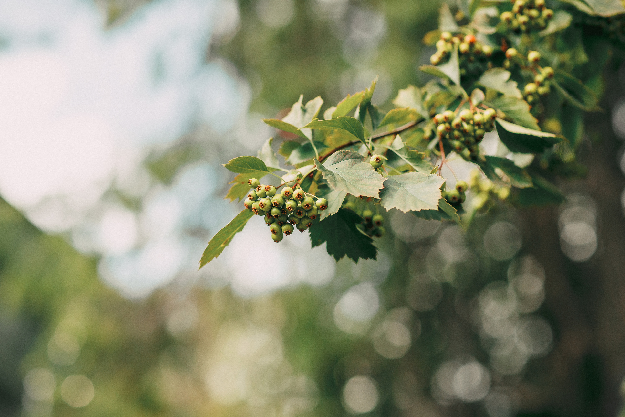 Оля+ Коля 19 июля 2019. Свадебный, семейный фотограф в Дзержинске, Нижнем Новгороде Наталья Хр