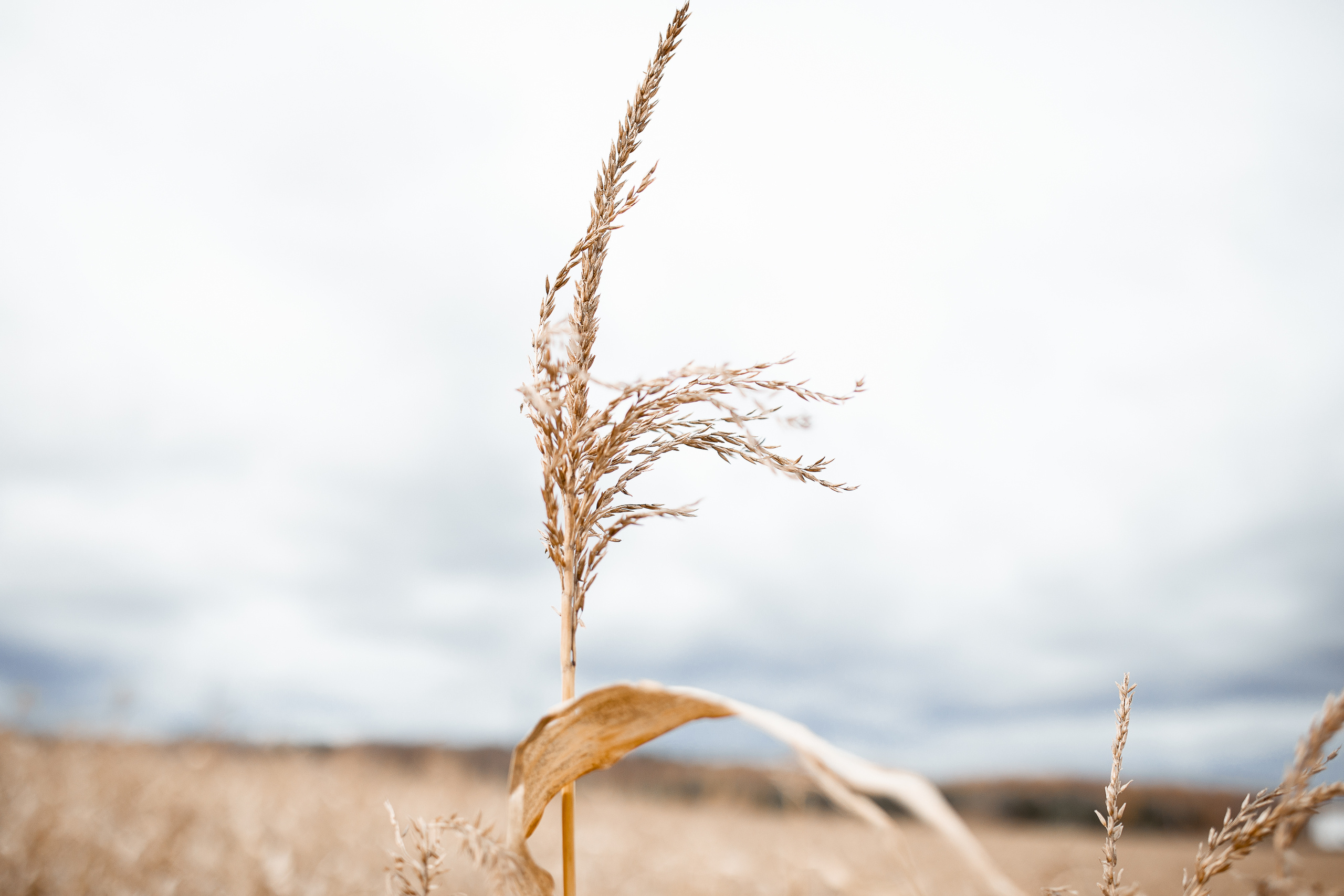 Маргарита. Свадебный, семейный фотограф в Дзержинске, Нижнем Новгороде Наталья Хр