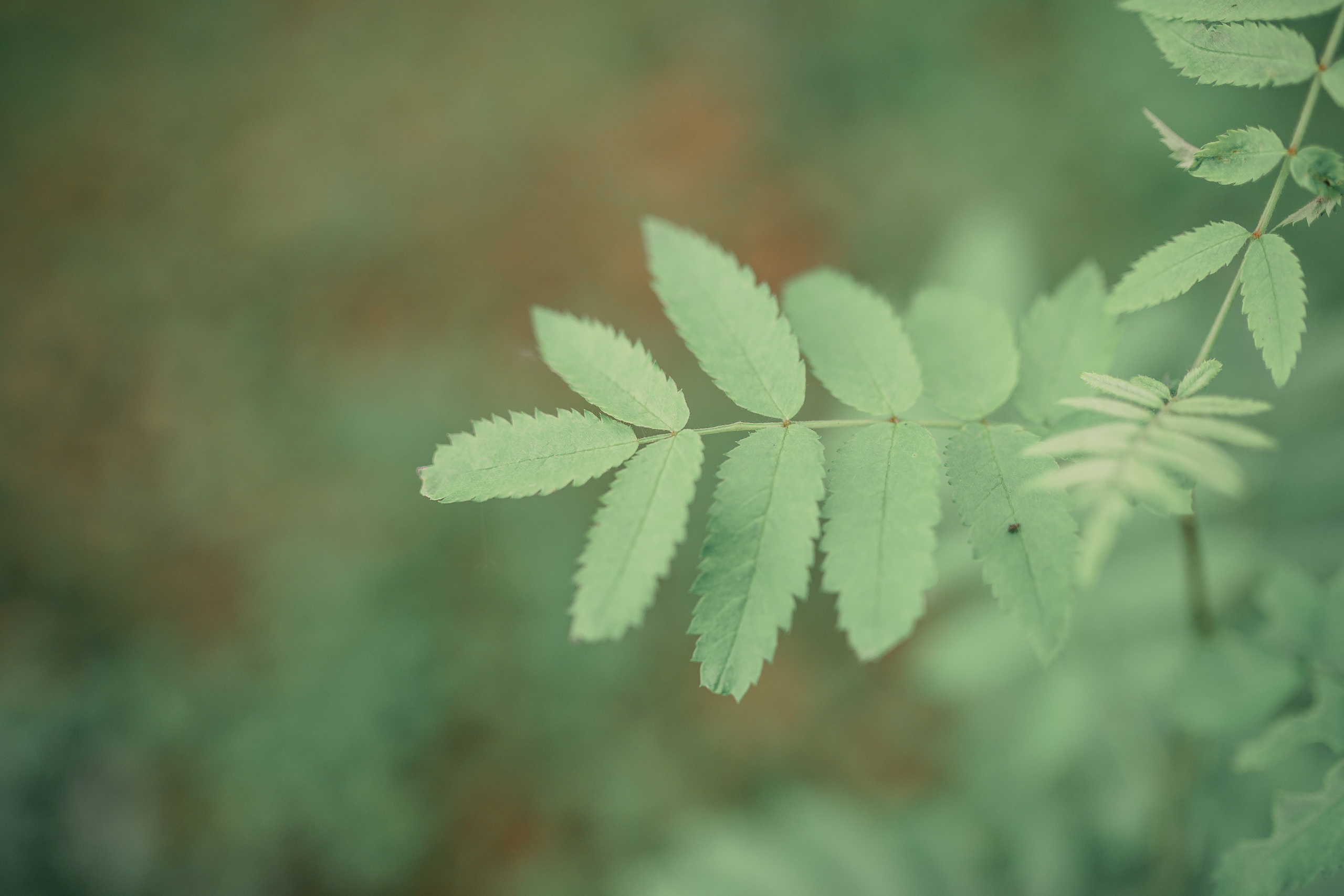 Катя +Саша 1июня 2019. Свадебный, семейный фотограф в Дзержинске, Нижнем Новгороде Наталья Хр