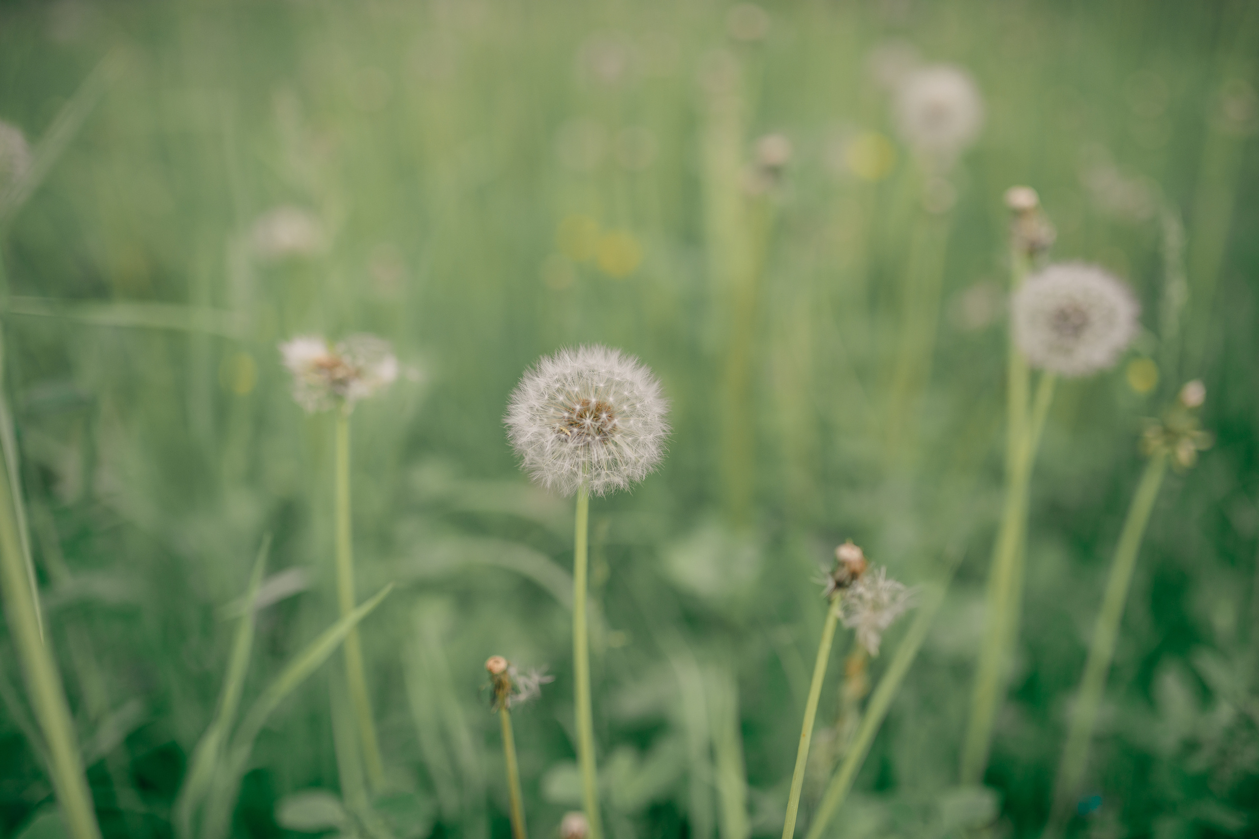 Катя +Саша 1июня 2019. Свадебный, семейный фотограф в Дзержинске, Нижнем Новгороде Наталья Хр