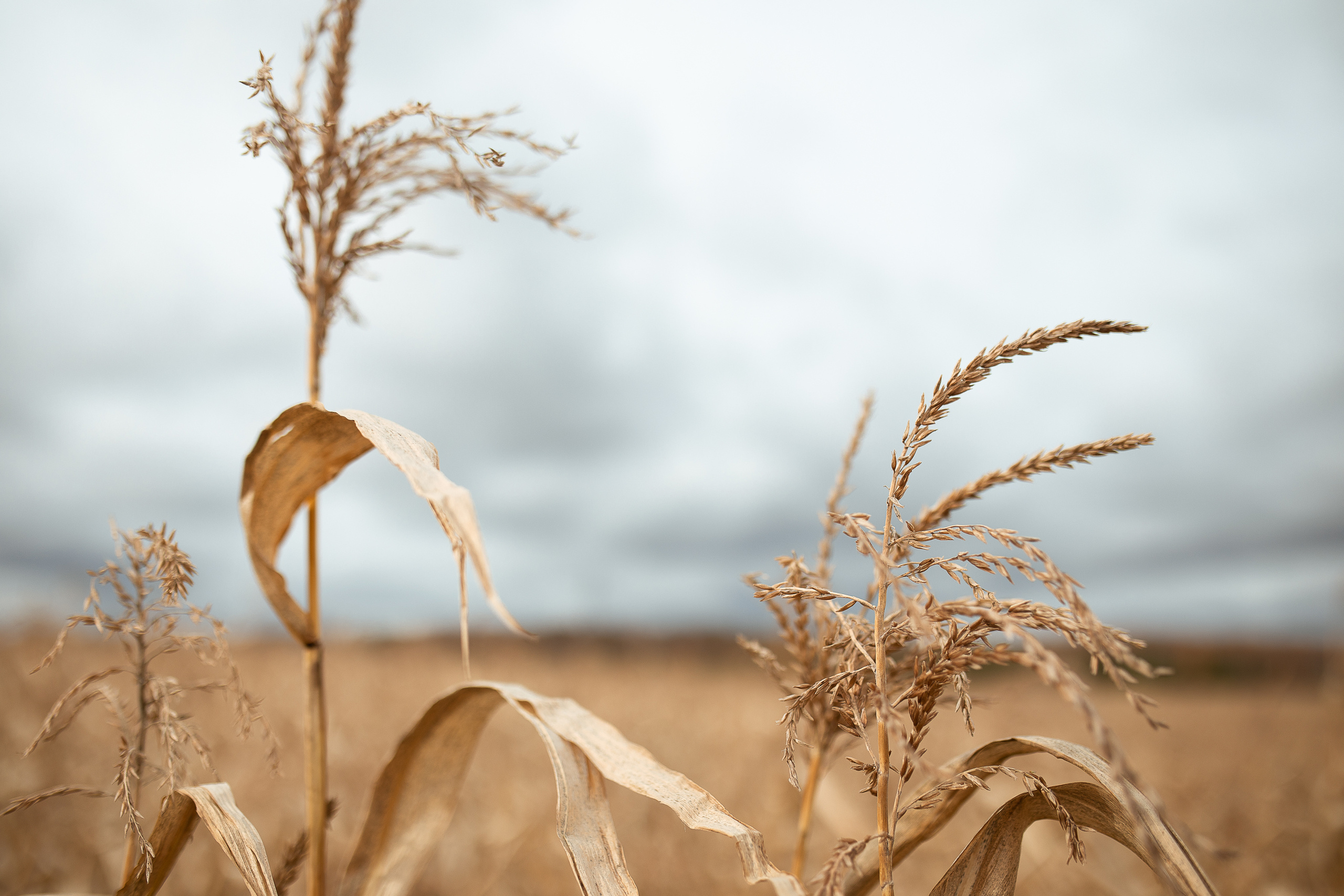 Маргарита. Свадебный, семейный фотограф в Дзержинске, Нижнем Новгороде Наталья Хр
