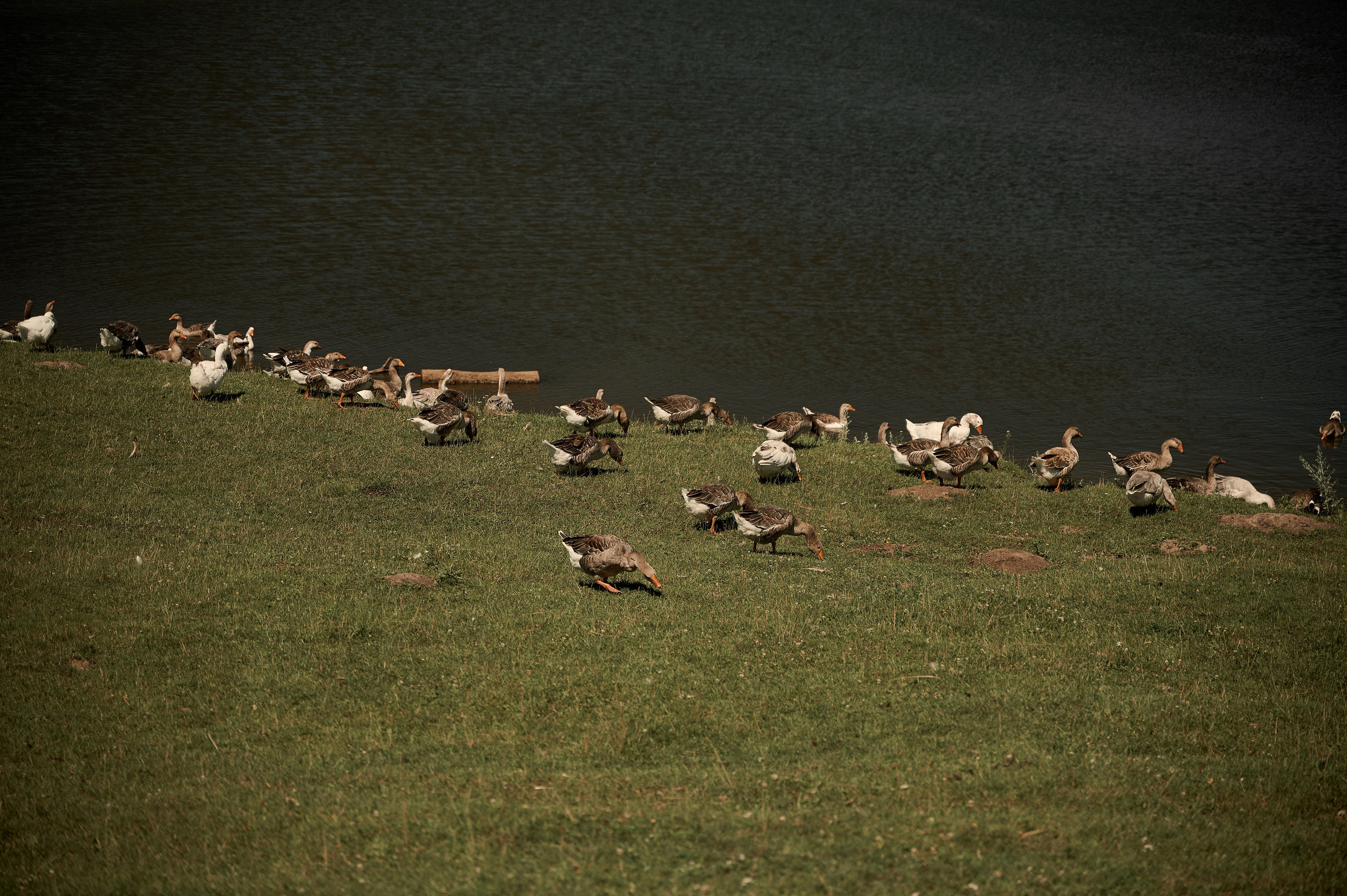 Свадебная съемка Брянск Москва Свадебный фотограф фотограф на свадьбу  фотограф Орел. Свадебный и портретный фотограф в Брянске Скепская Лилия