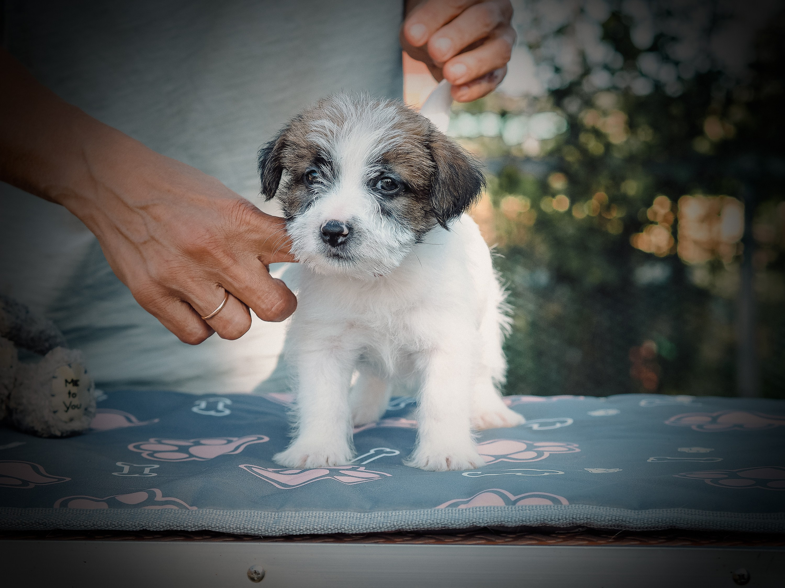 Щенок кобель ДРТ. КАНЕ МАЭСТРО — питомник Джек рассел терьеров