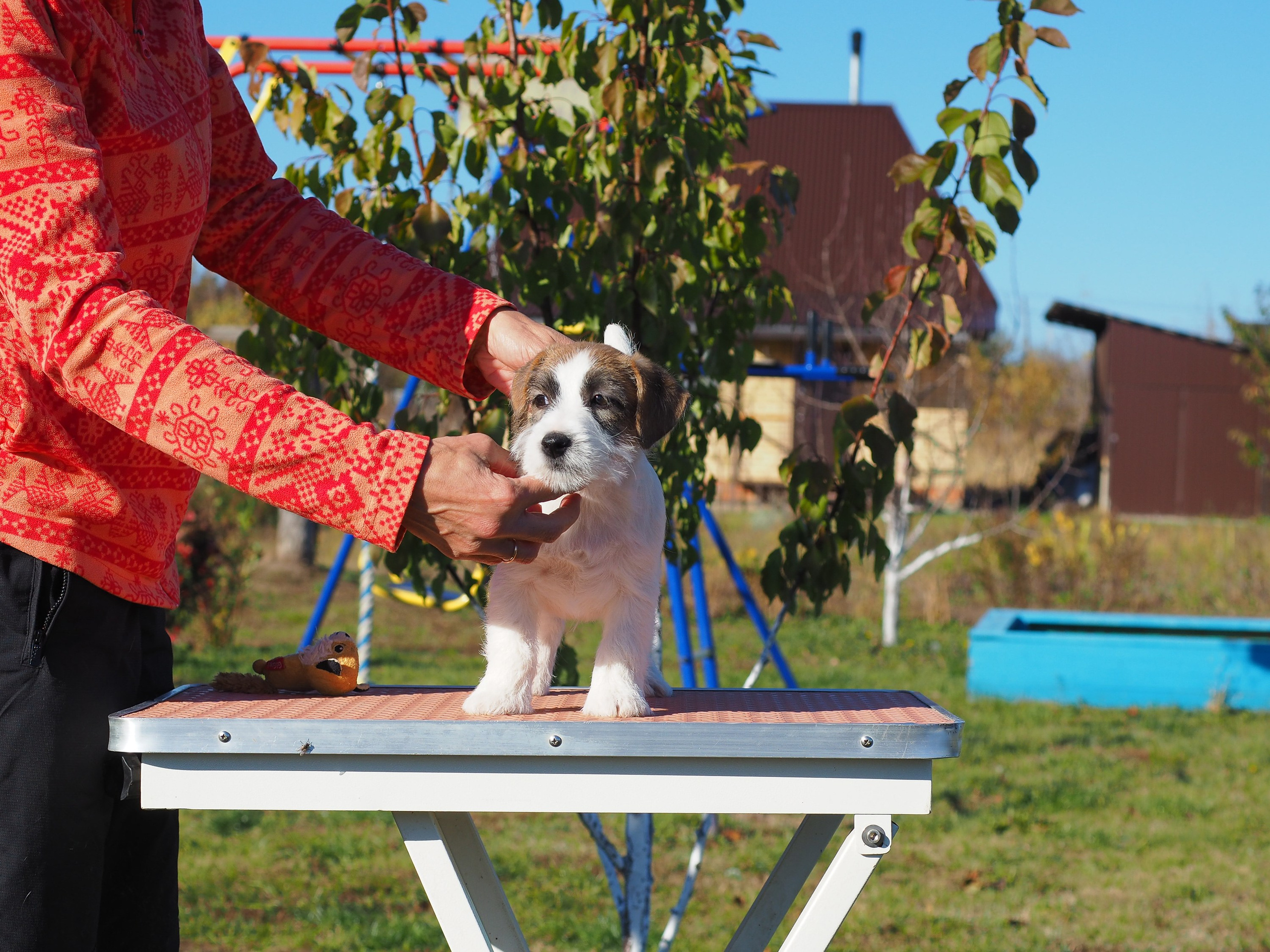 Щенок кобель ДРТ. КАНЕ МАЭСТРО — питомник Джек рассел терьеров