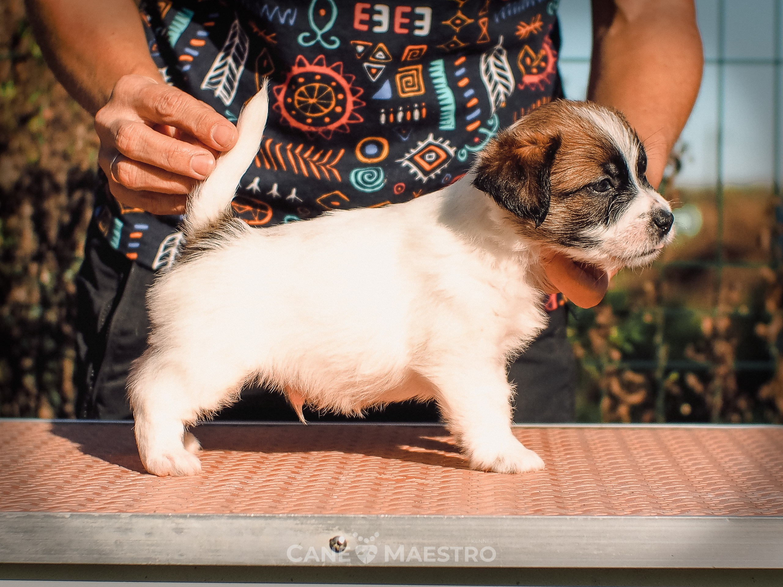 КОБЛ_5_БР_27. CANE MAESTRO — kennel Jack Russell Terrier