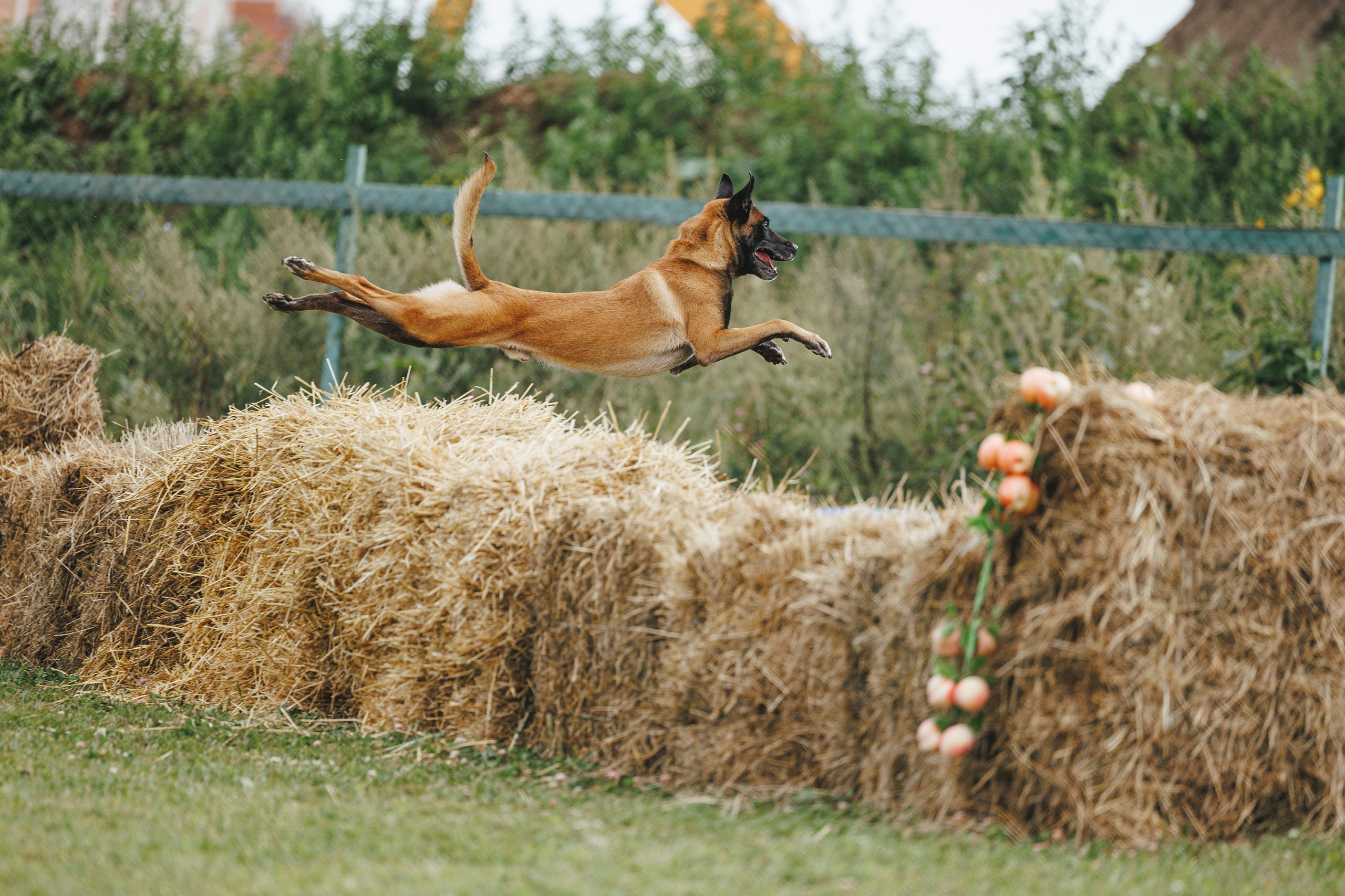 08.08.25-10.08.25 ЧР по мондьорингу г. Вологда. Фотограф-анималист Анна Маринич