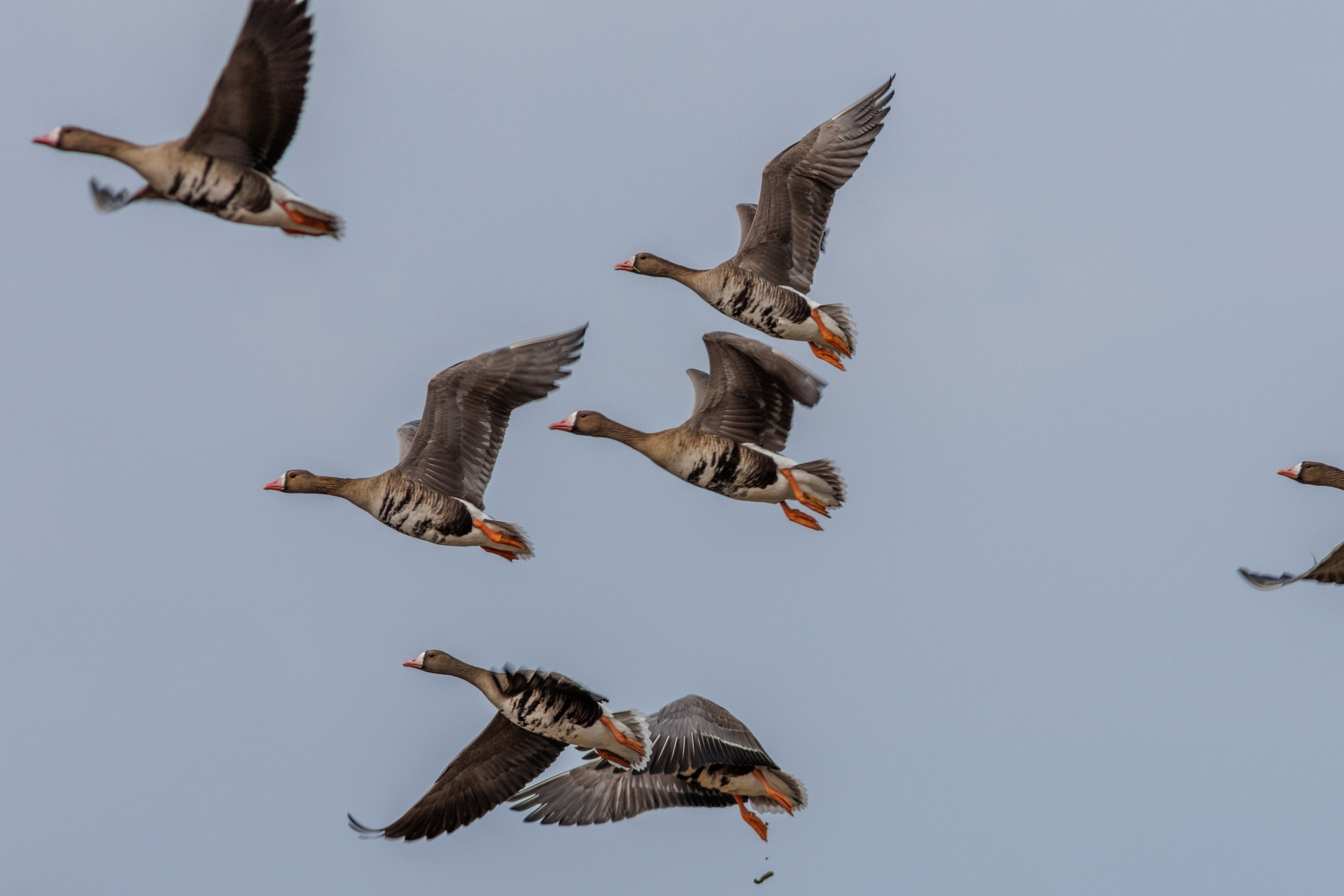Взлет гусей белолобых