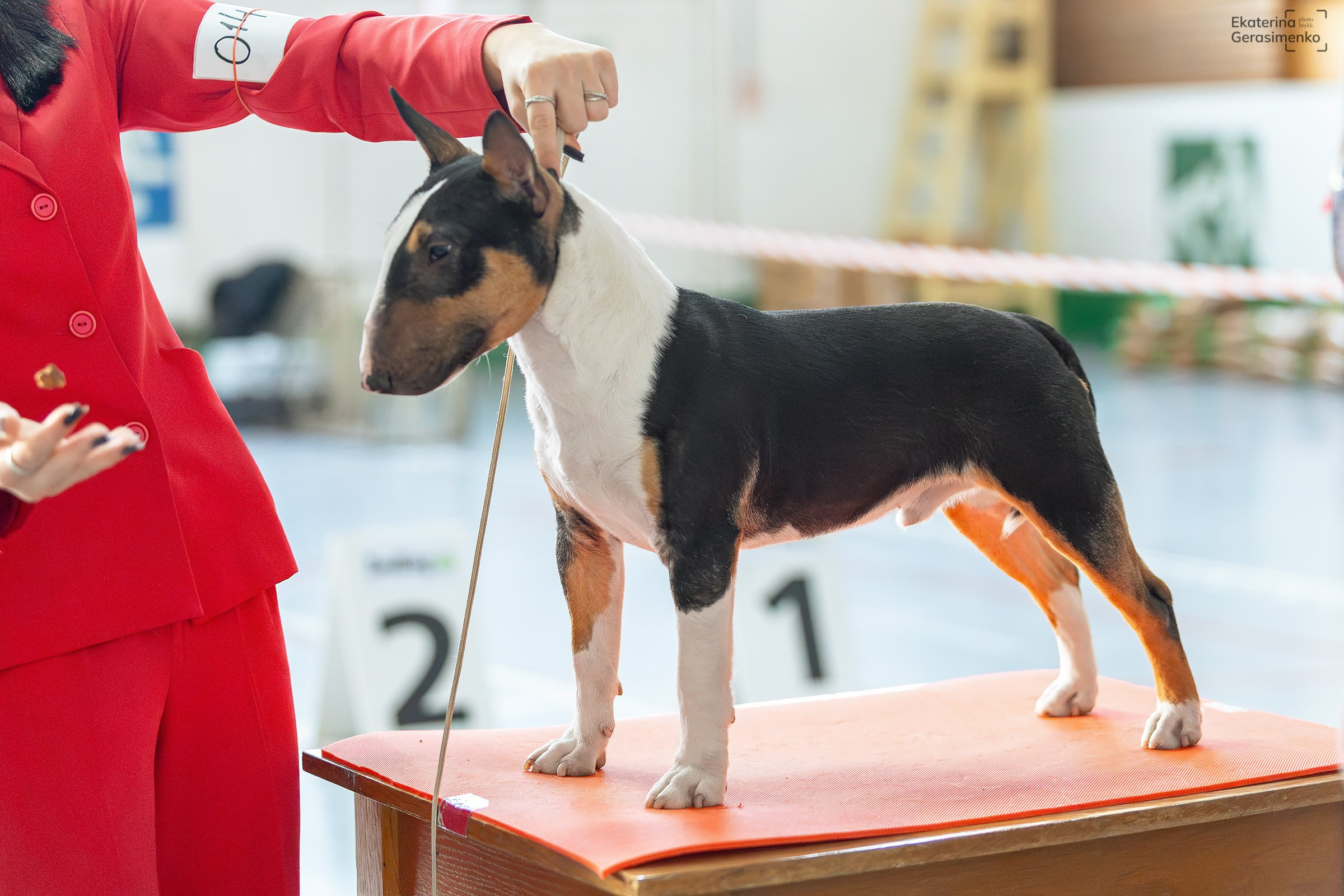 23 ноября 2024, Выставка РКФ, г. Пермь. Htykk_photo