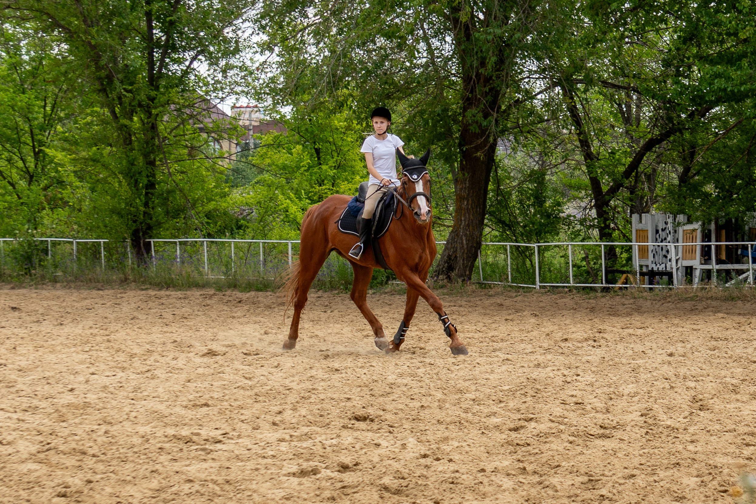 Соревнования по конкуру, Луганск. Фотограф в РФ и ЛНР Юлия Федосеева