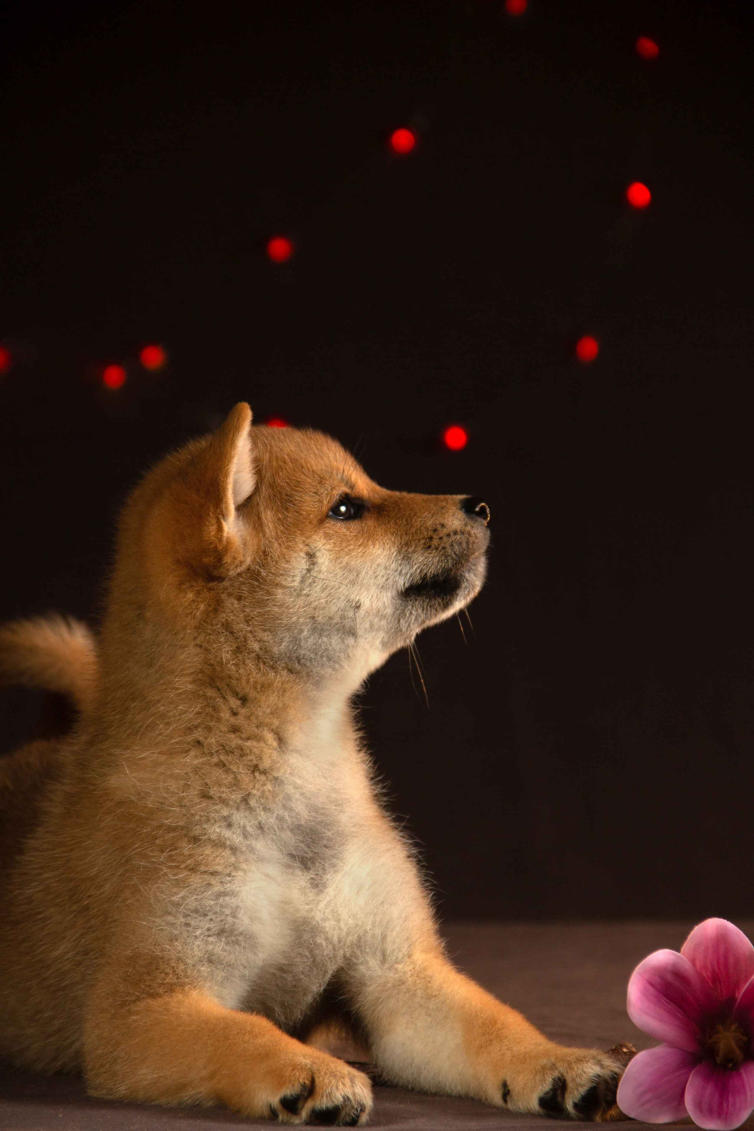 Щенки. Фотограф — анималист в Москве и области Ольга Петракова